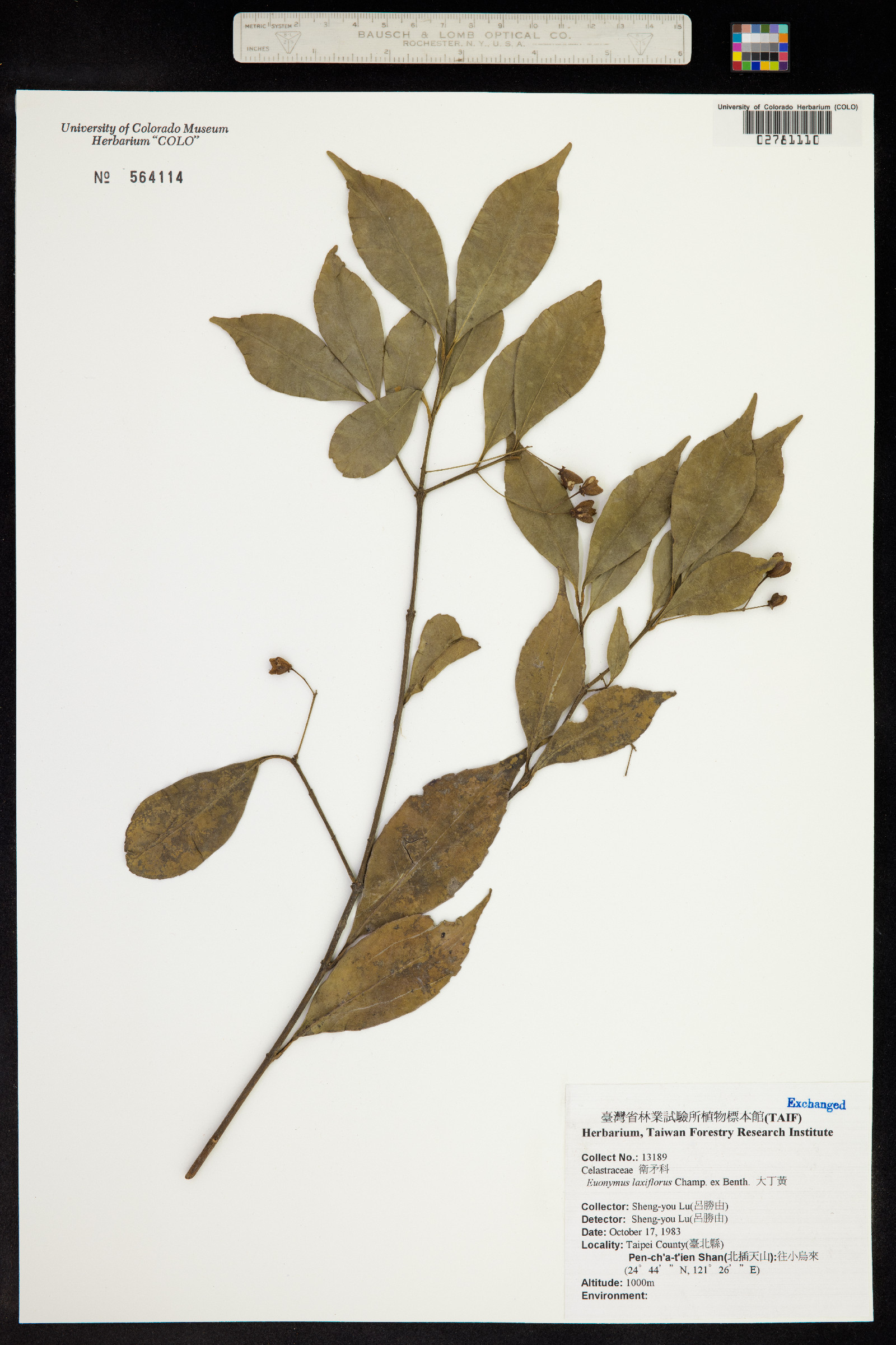 Euonymus laxiflorus image