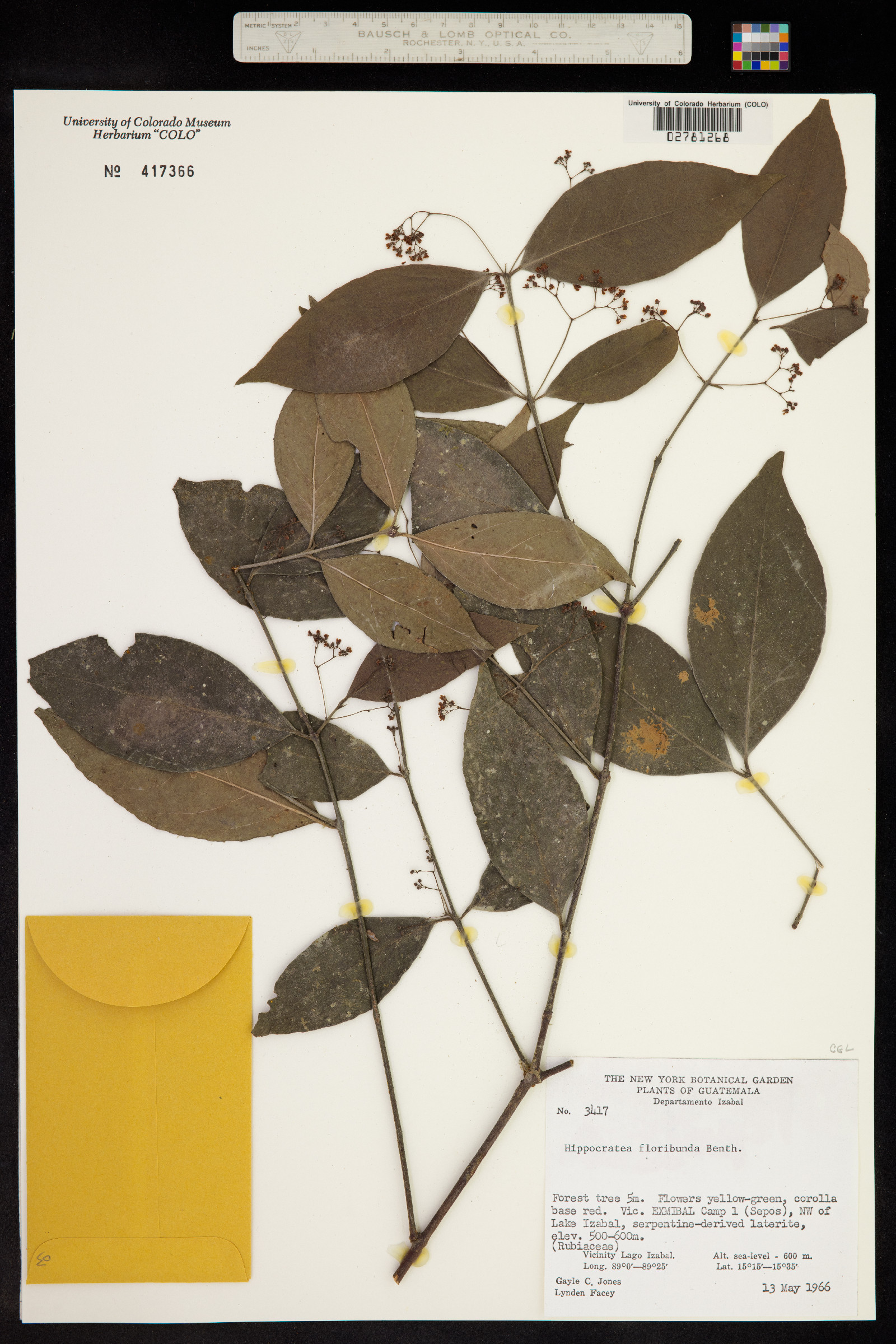 Hippocratea floribunda image