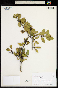 Gymnosporia cassinoides image