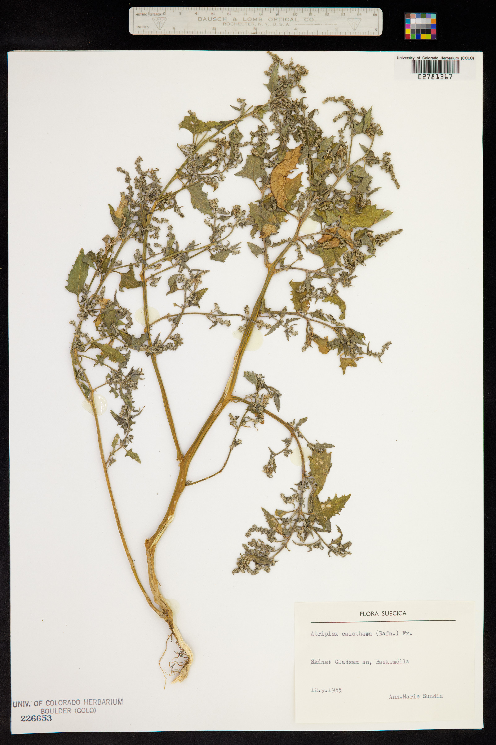 Atriplex calotheca image