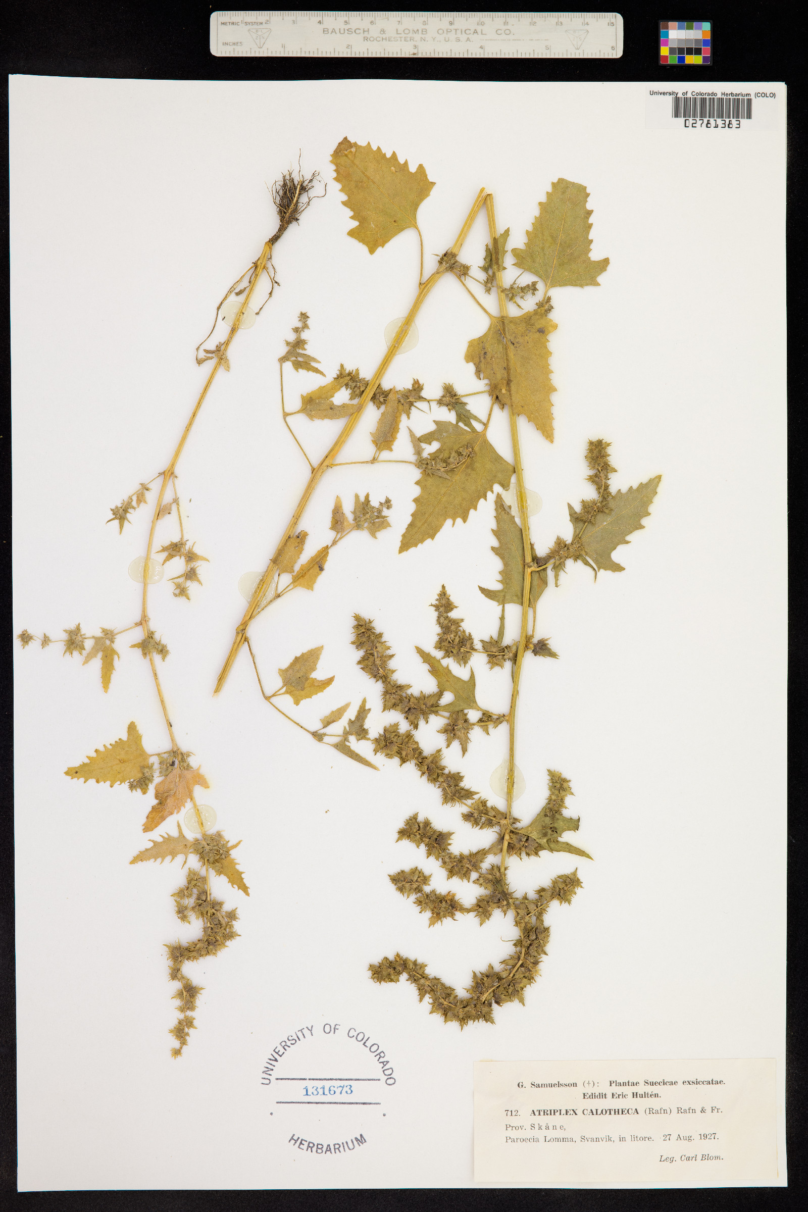 Atriplex calotheca image