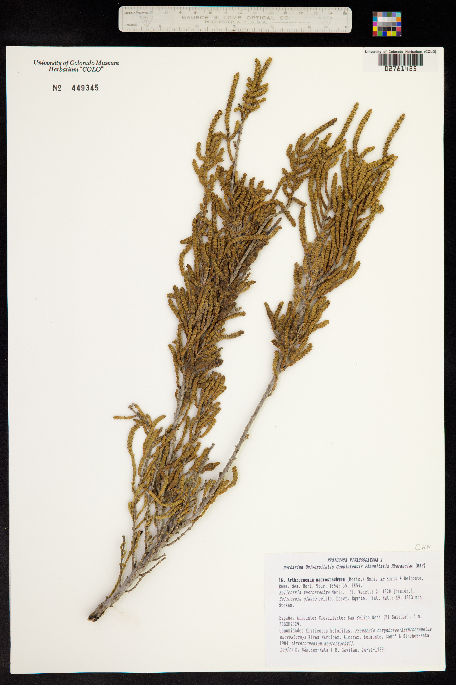 Arthrocnemum macrostachyum image