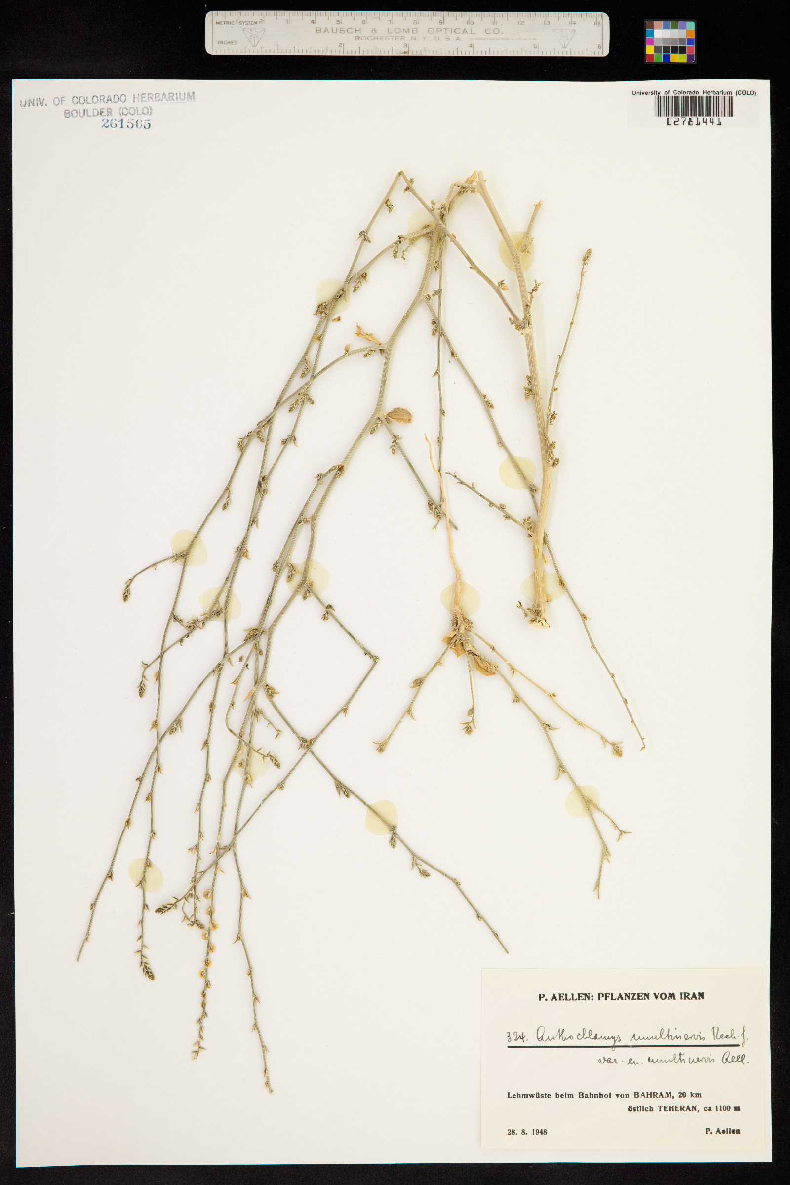 Anthochlamys polygaloides image