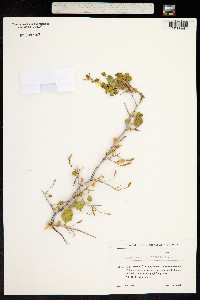 Atraphaxis pyrifolia image