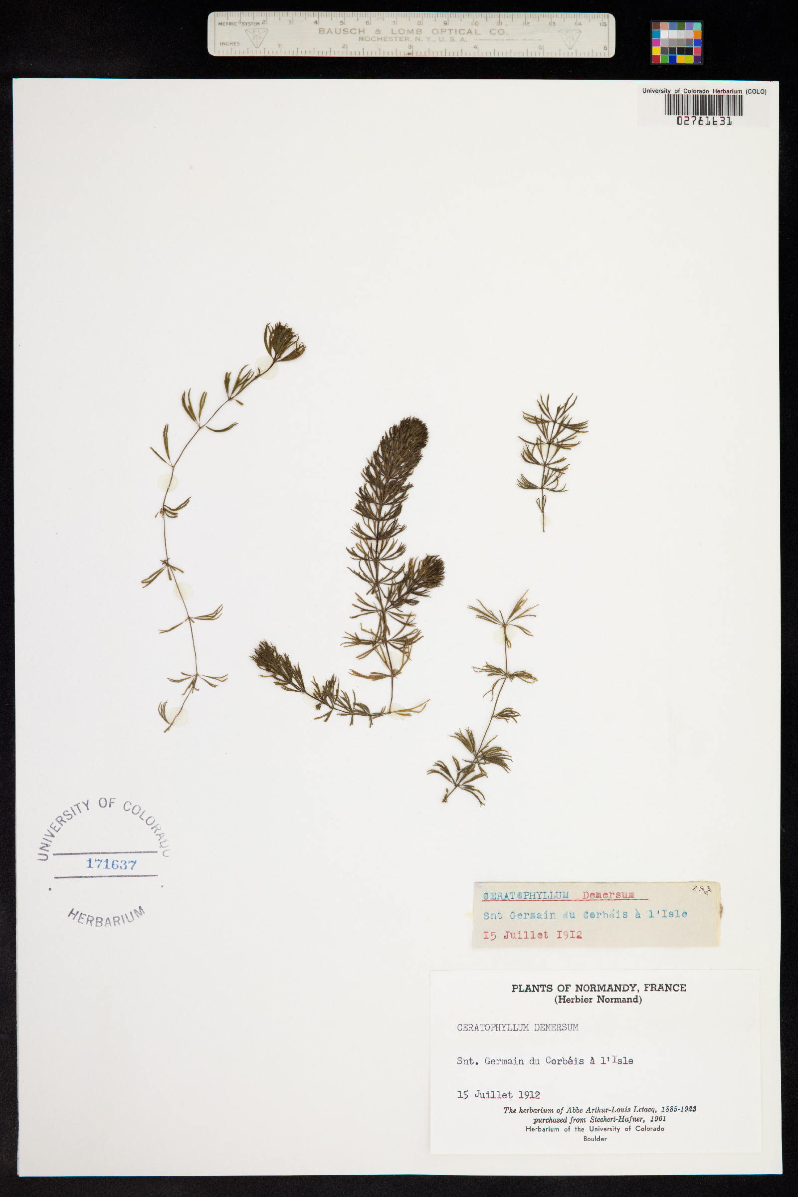 Ceratophyllaceae image