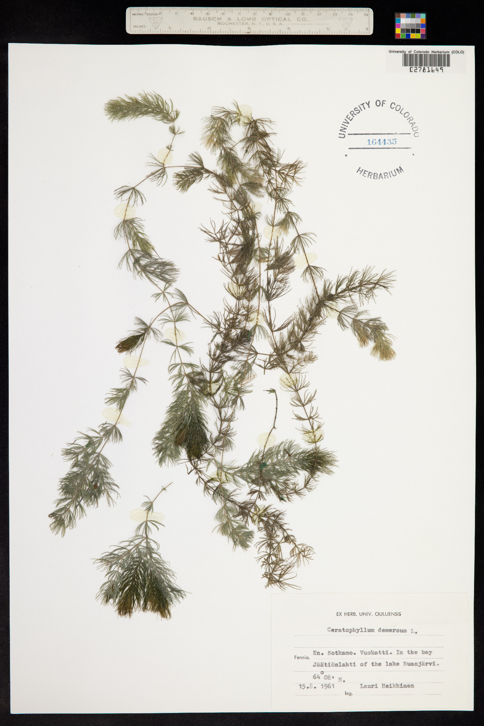 Ceratophyllum demersum image