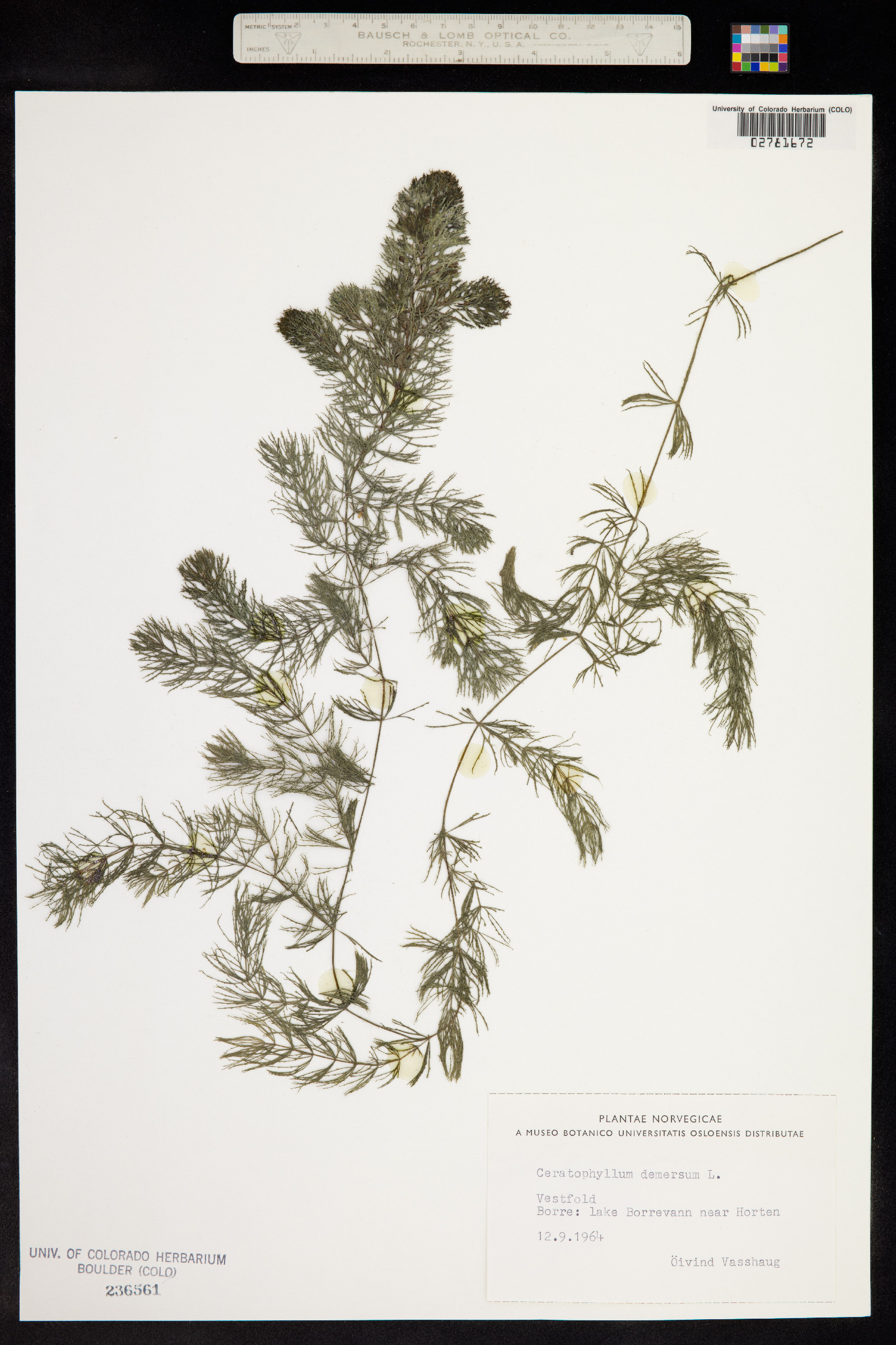 Ceratophyllum demersum image