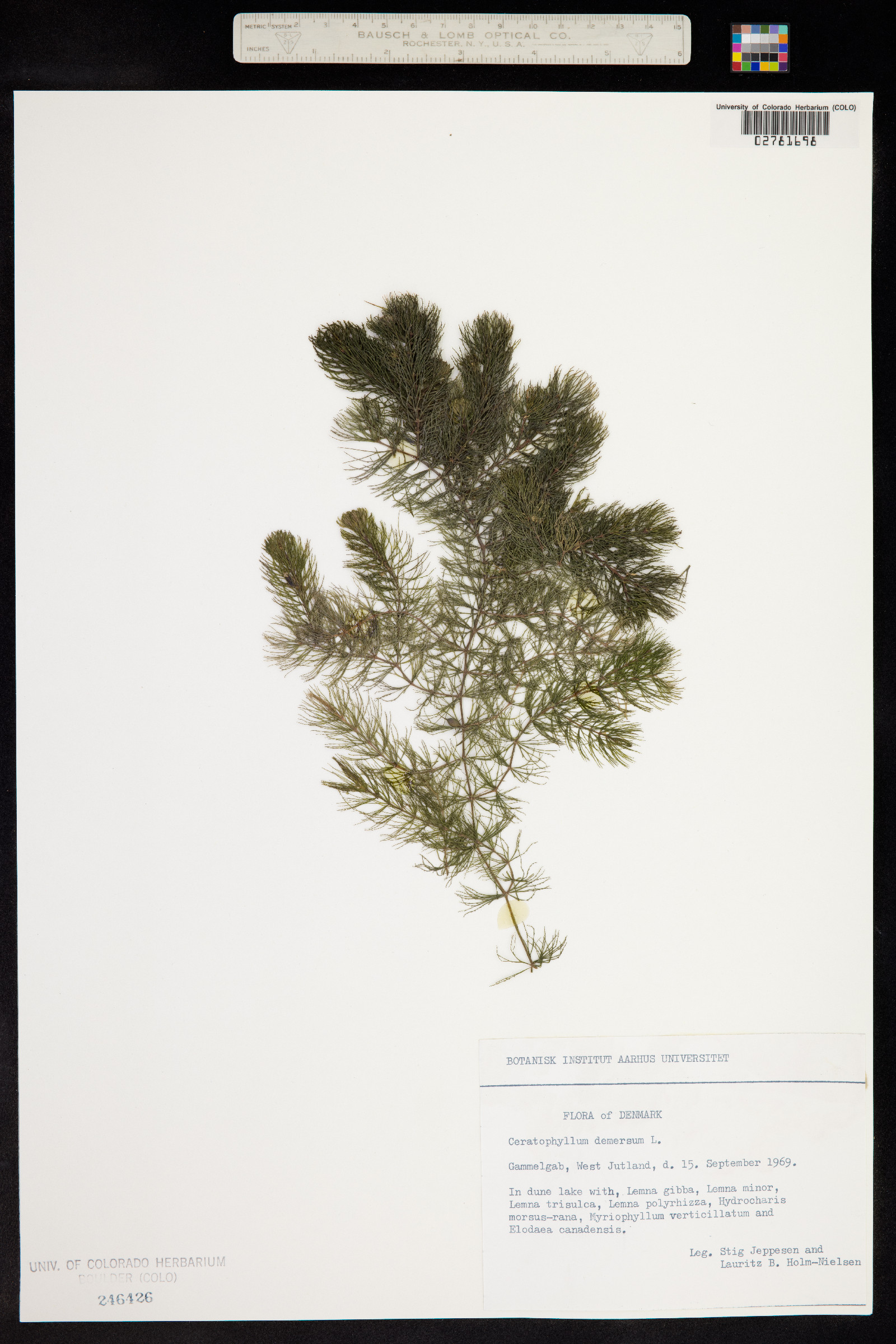 Ceratophyllum demersum image