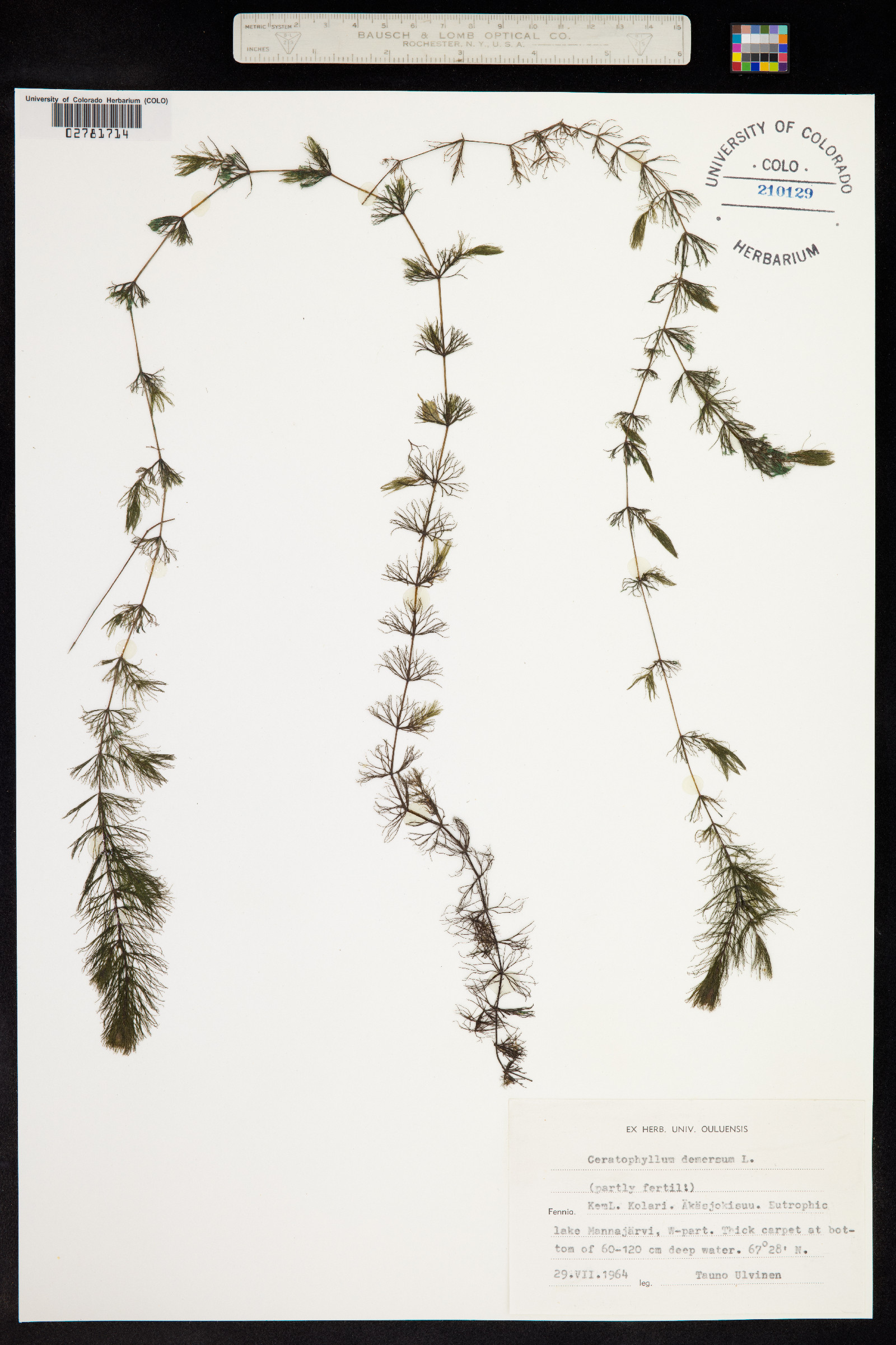 Ceratophyllum demersum image