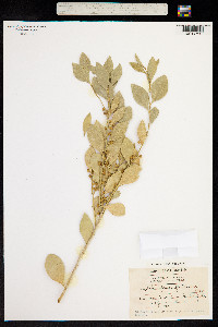 Image of Schaefferia frutescens