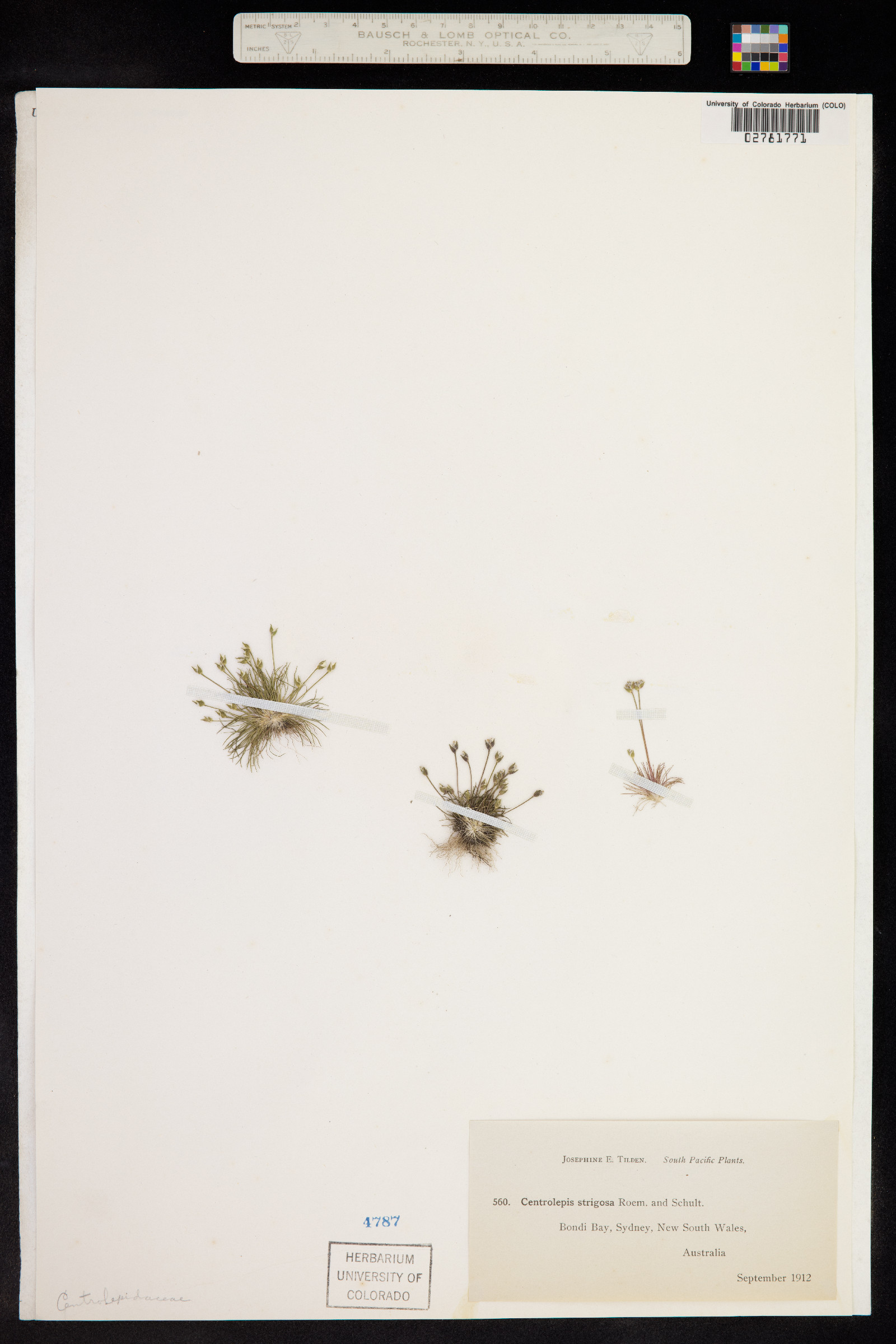 Centrolepis strigosa image
