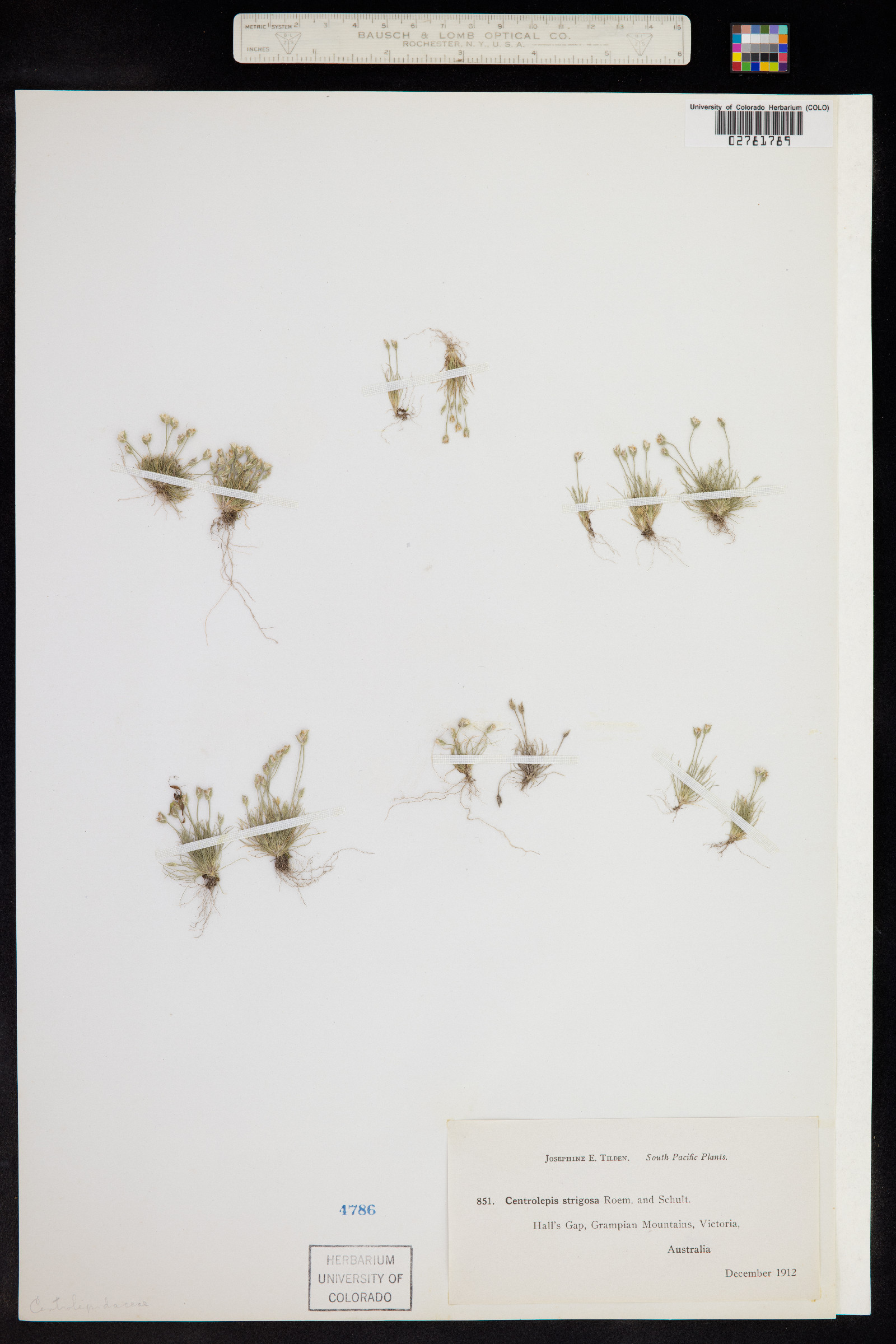 Centrolepis strigosa image