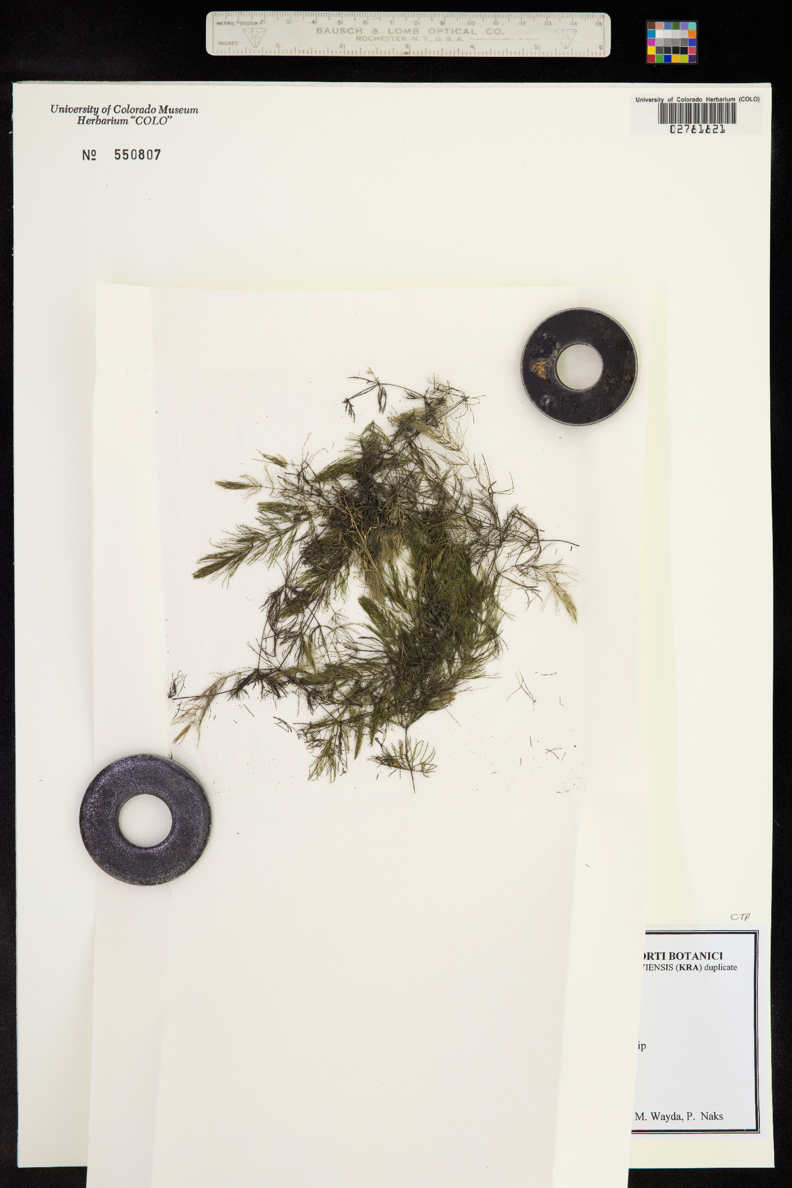 Ceratophyllum submersum image