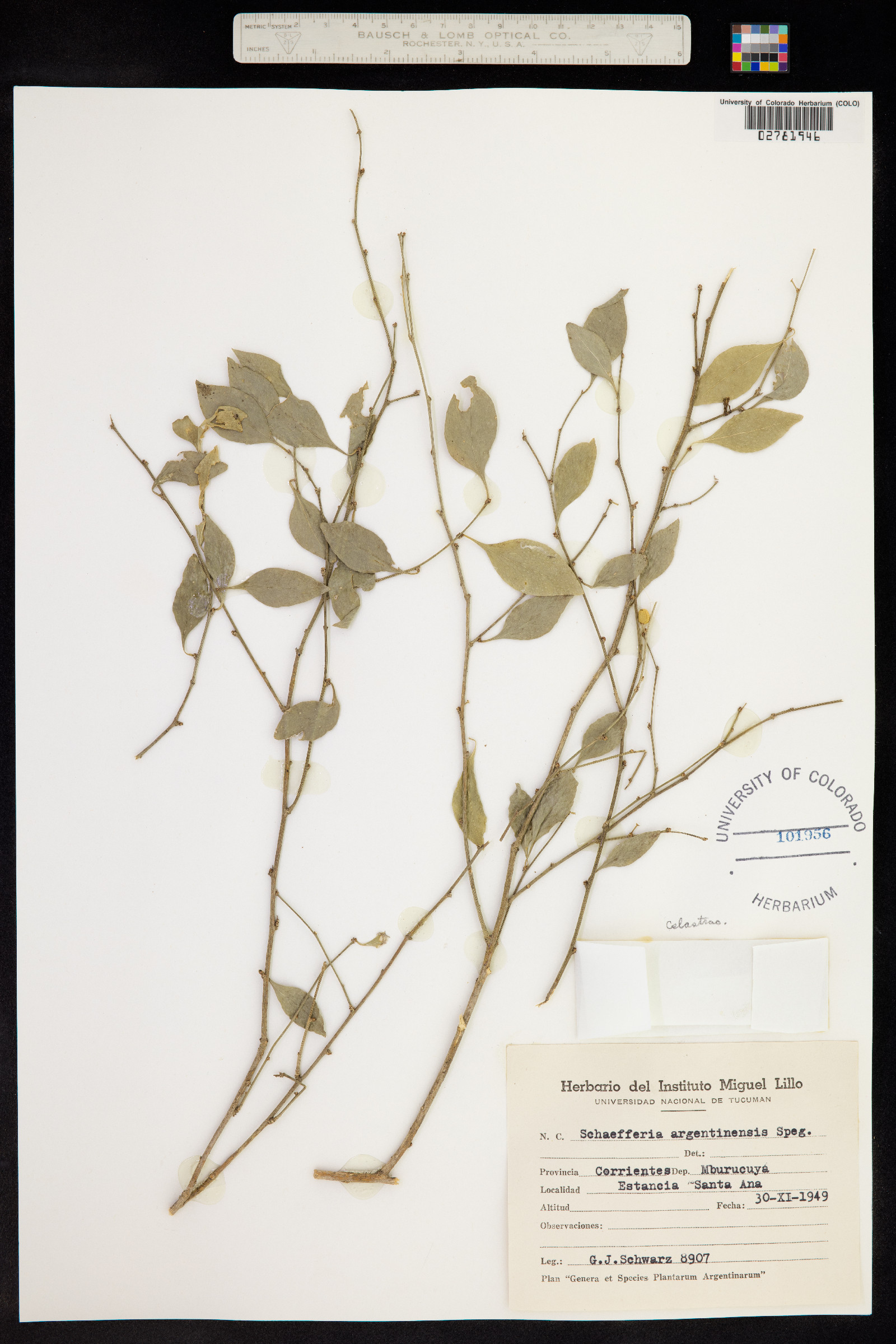 Schaefferia argentinensis image