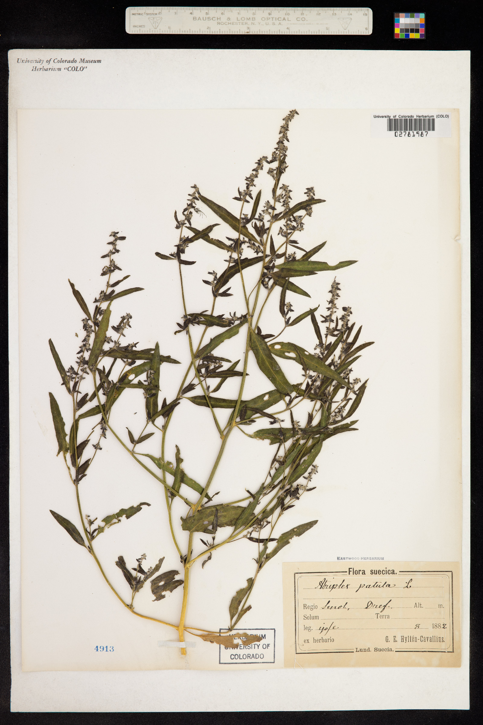 Atriplex patula image