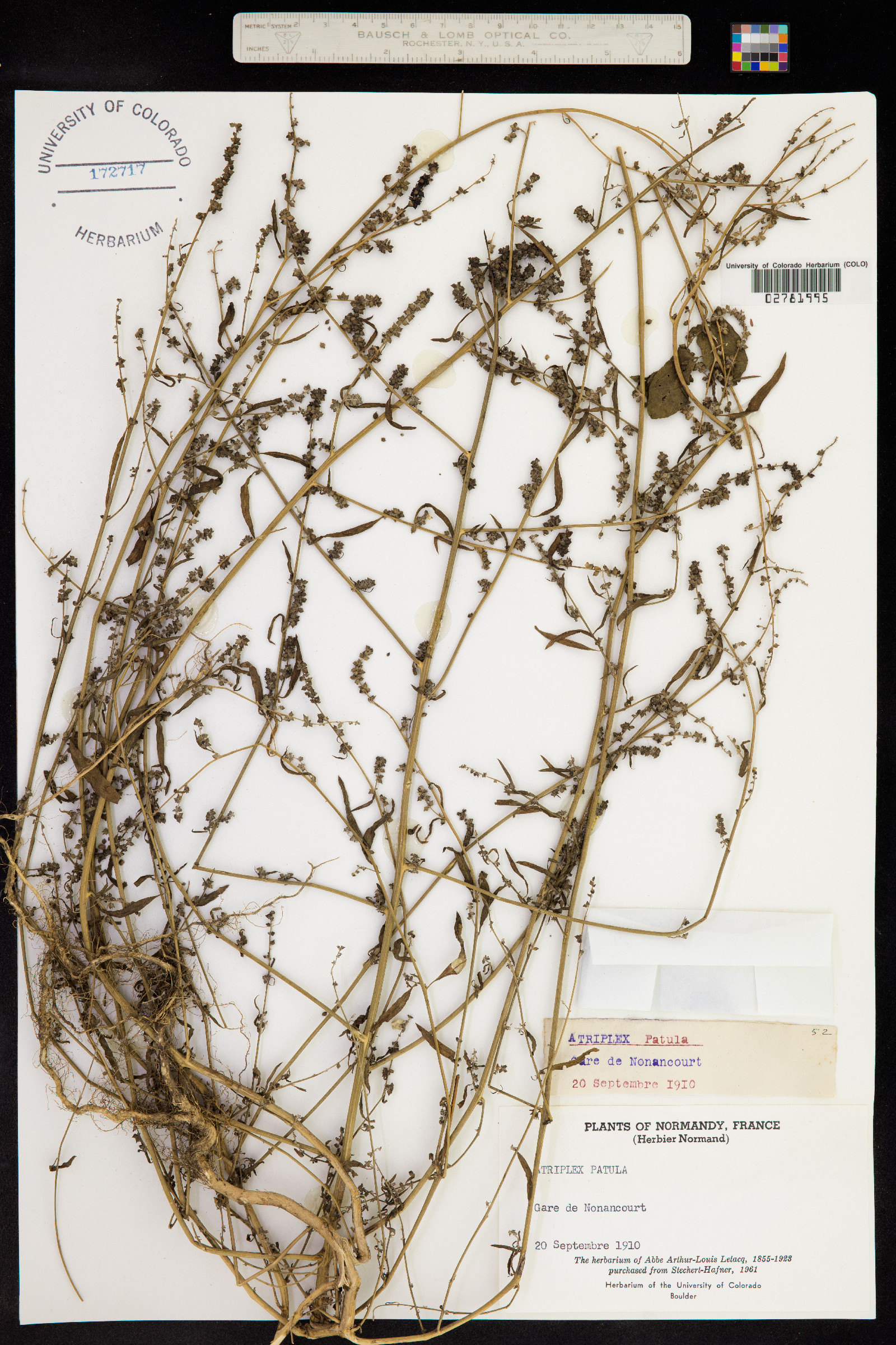 Atriplex patula image