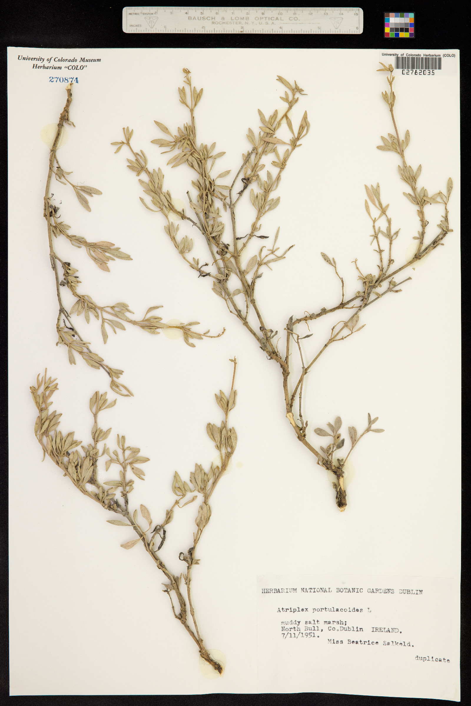 Atriplex portulacoides image