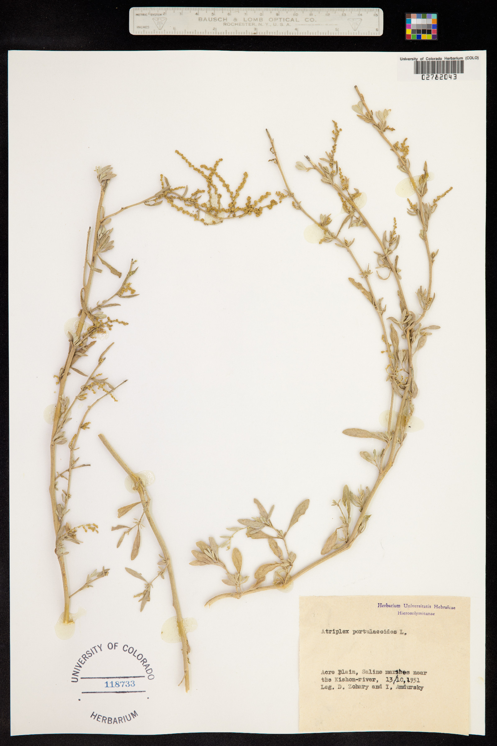 Atriplex portulacoides image