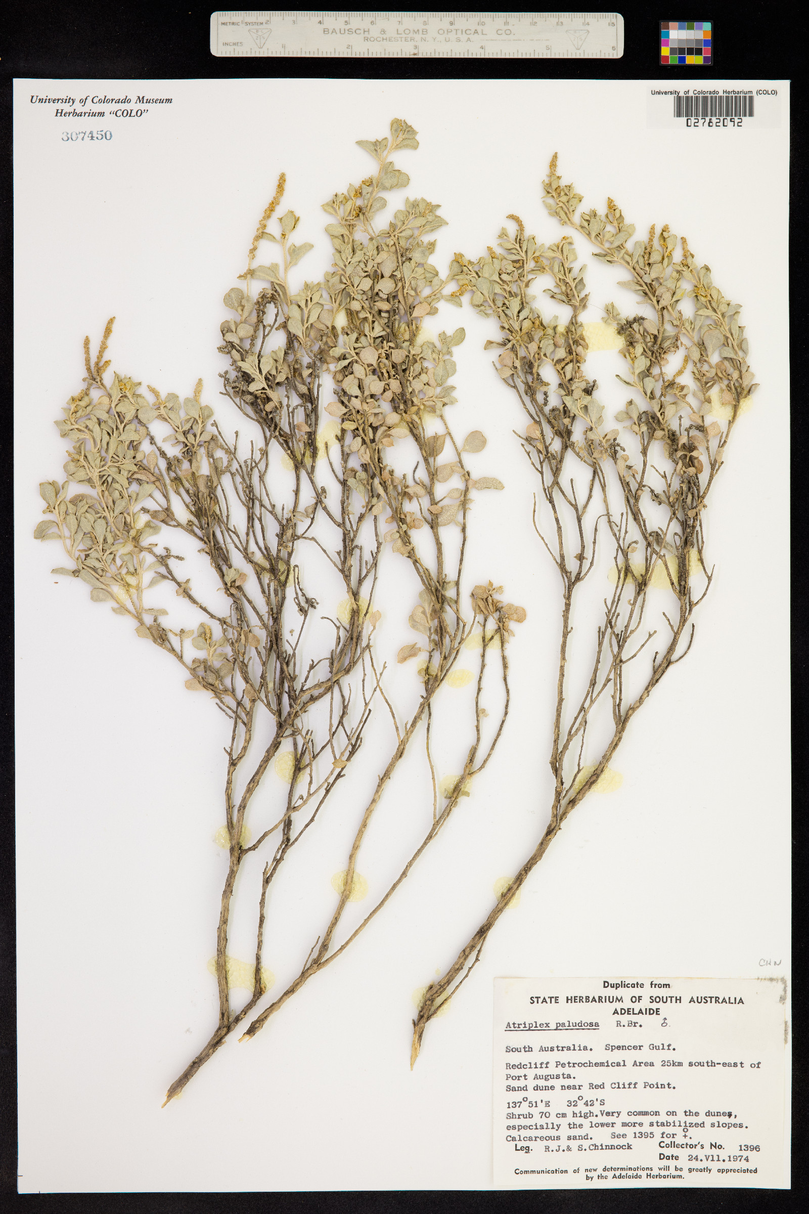 Atriplex paludosa image
