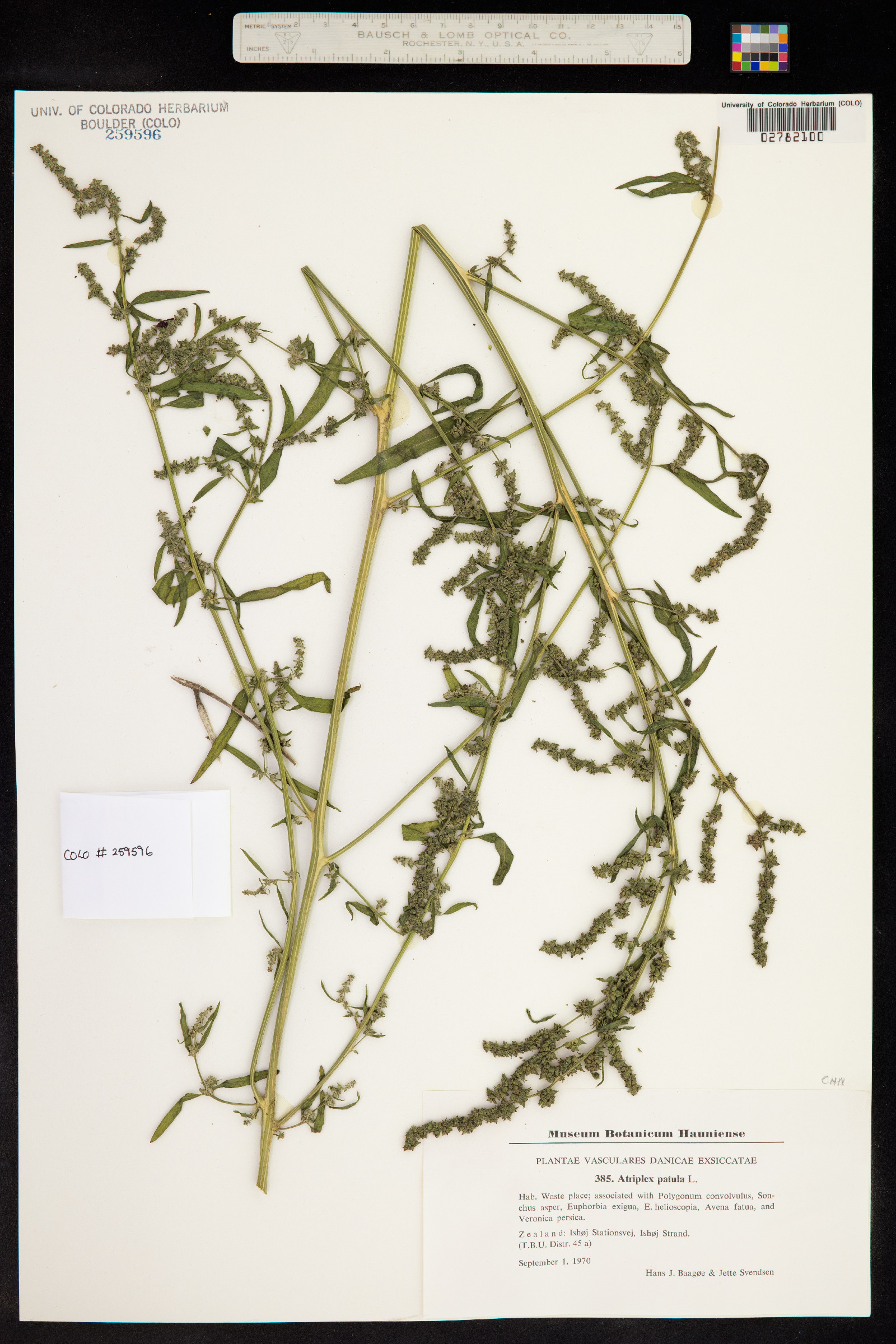 Atriplex patula image