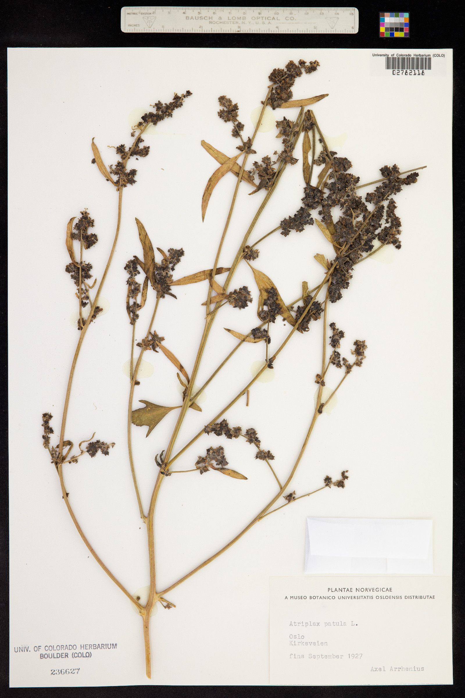 Atriplex patula image