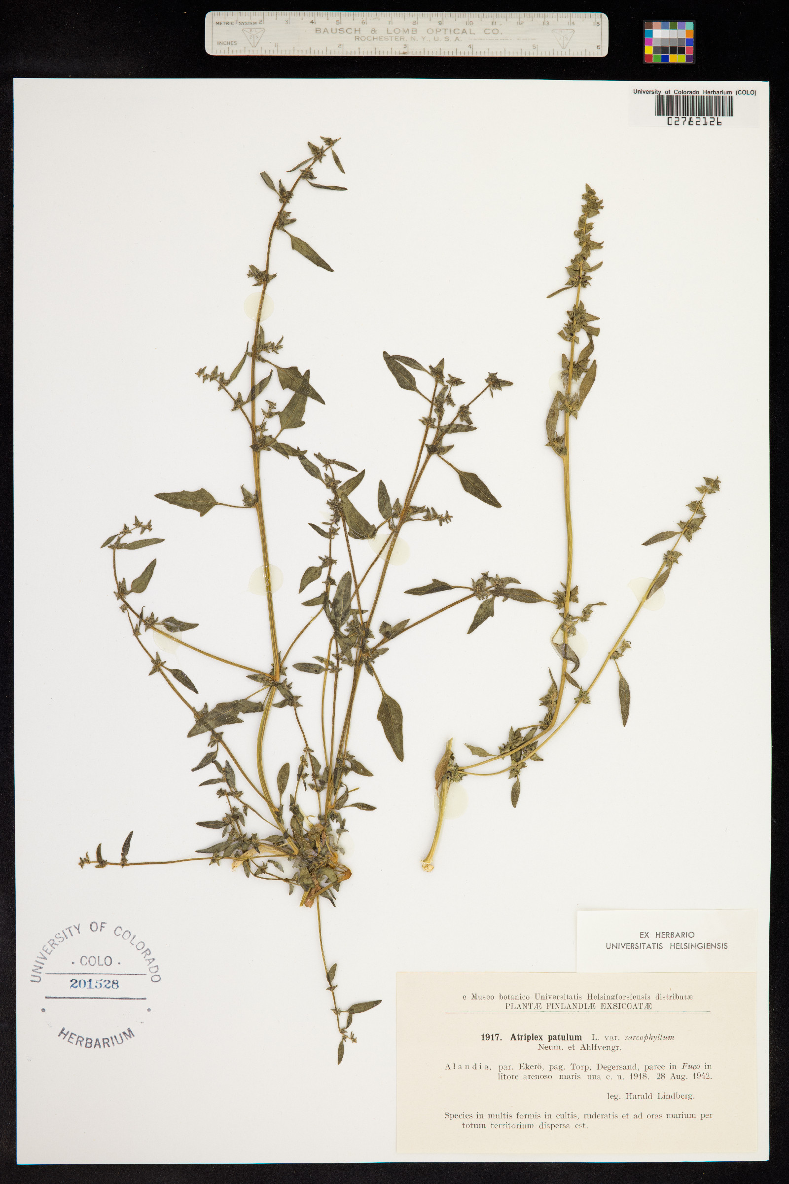 Atriplex patula image