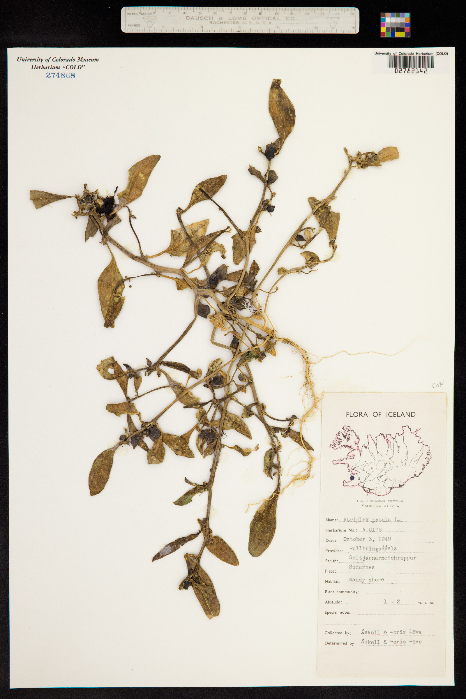 Atriplex patula image