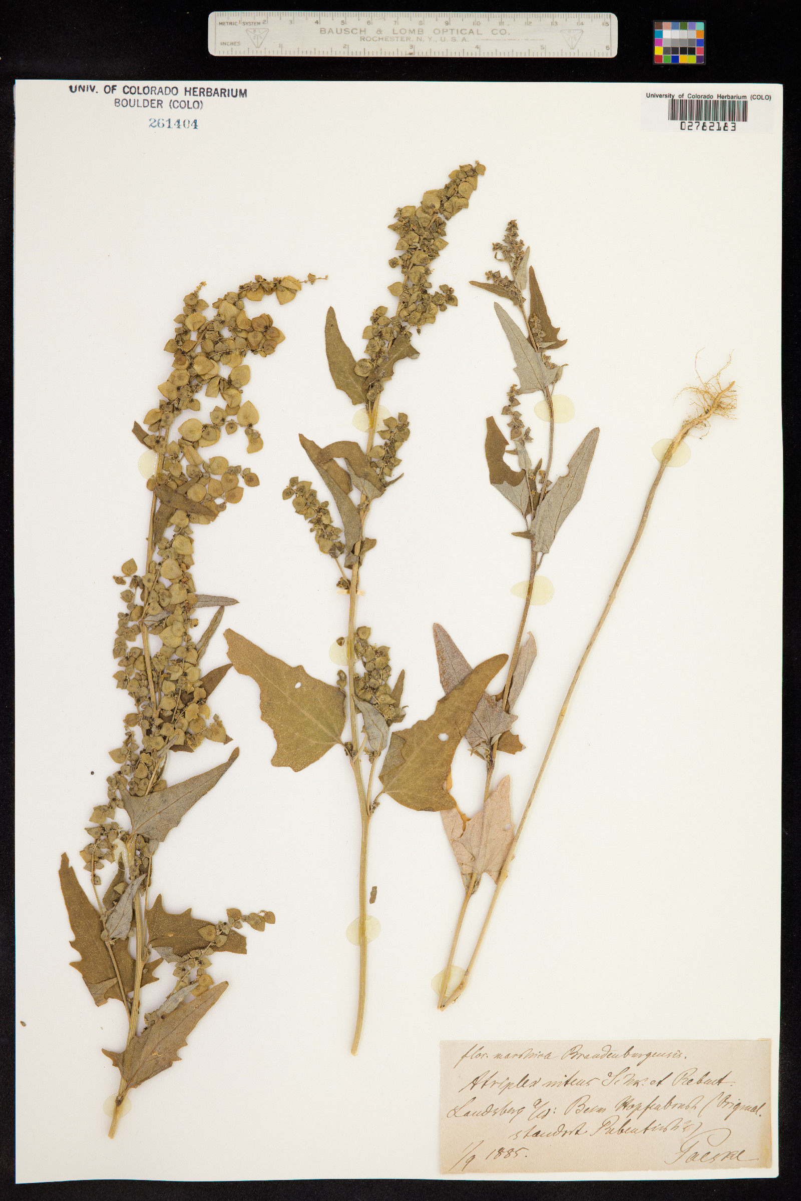 Atriplex hortensis image