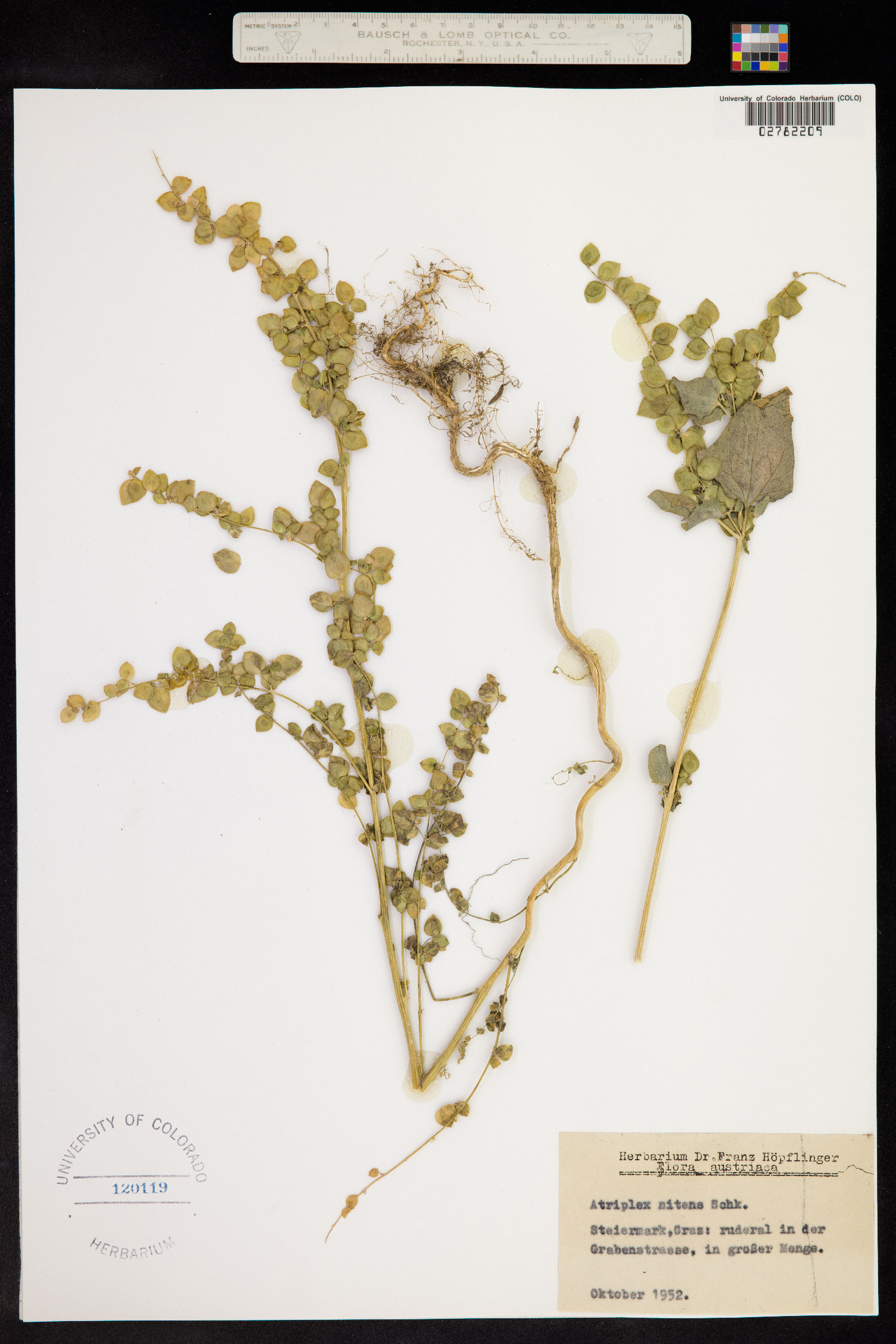 Atriplex hortensis image