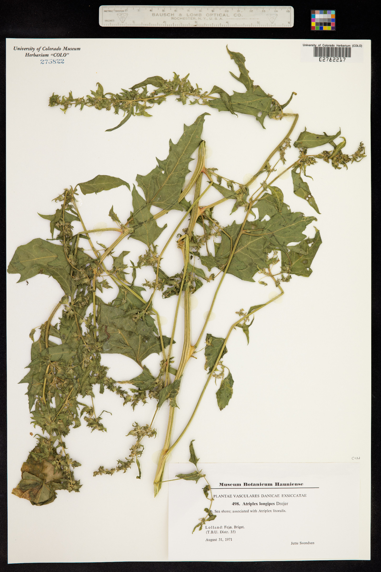 Atriplex nudicaulis image