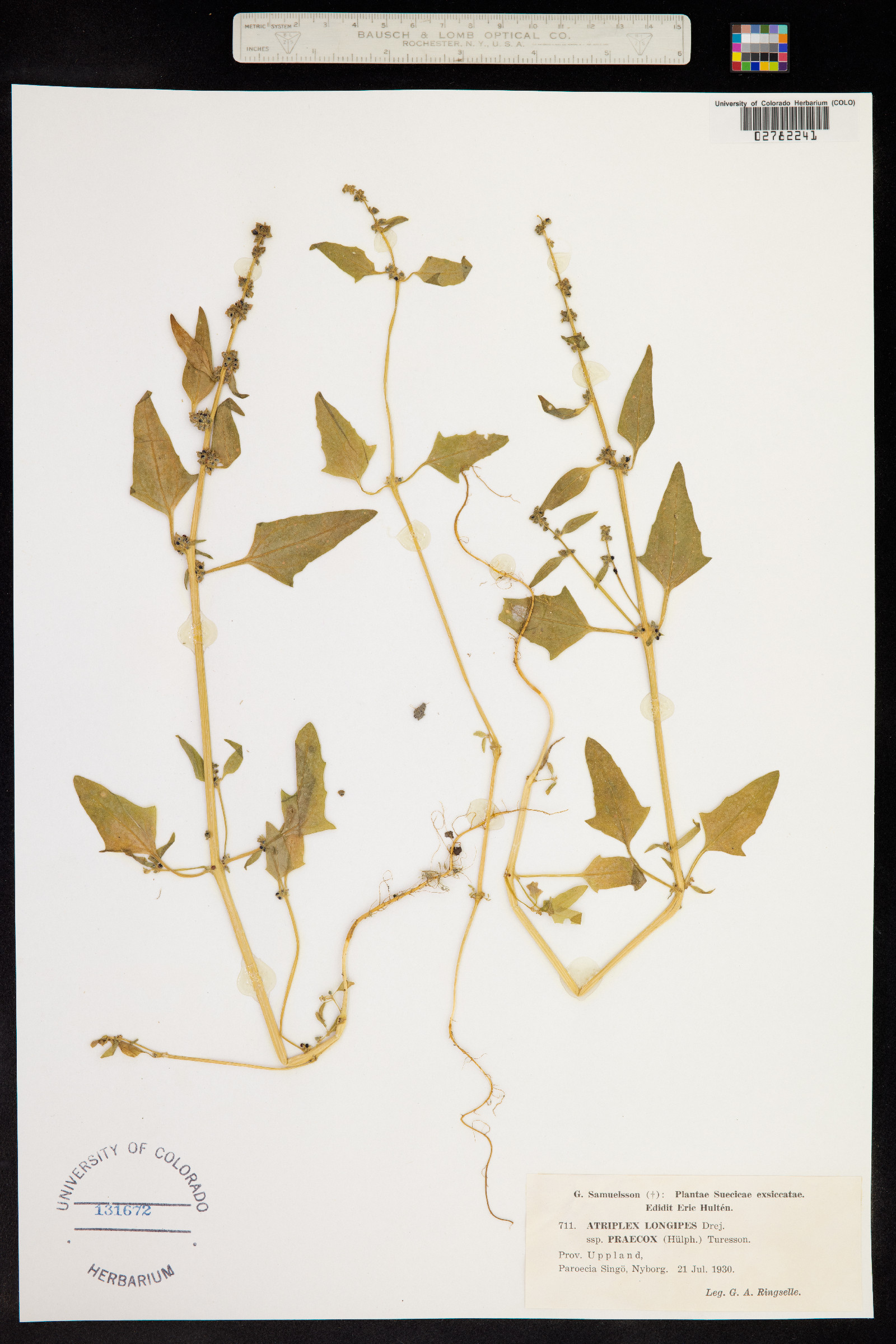 Atriplex nudicaulis image