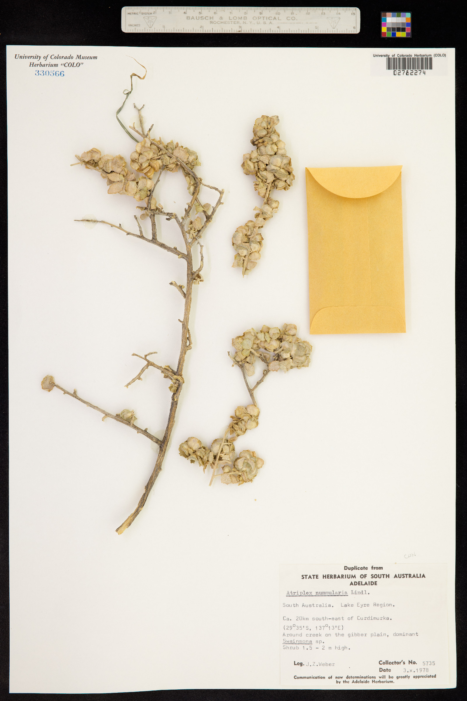 Atriplex nummularia image