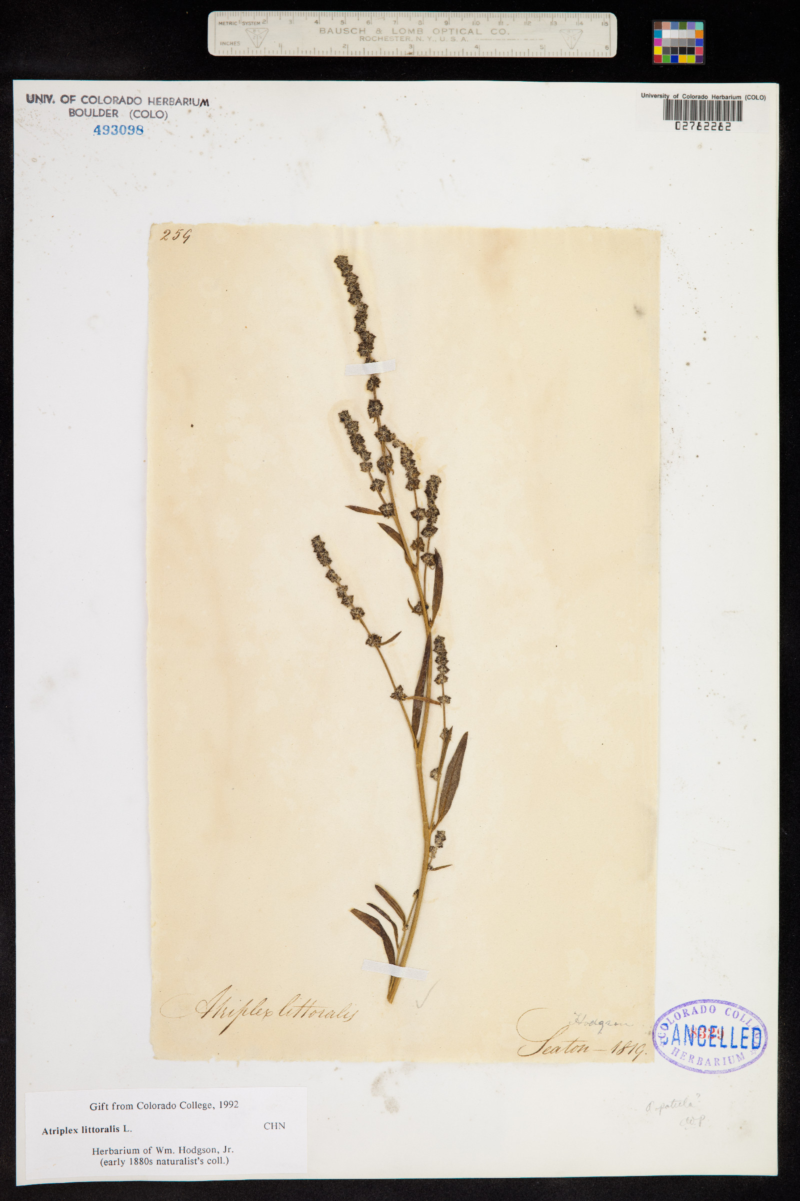 Atriplex littoralis image