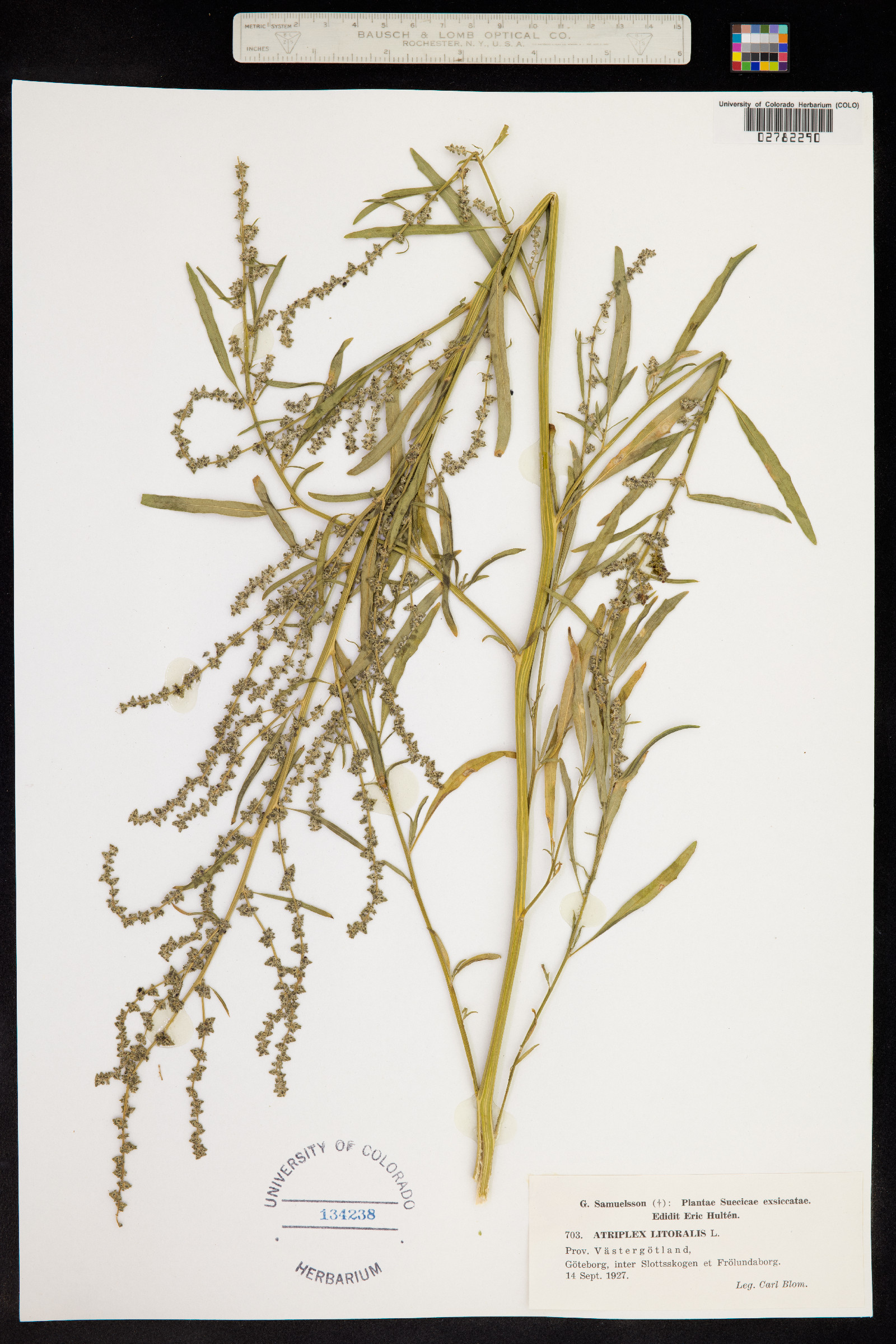 Atriplex littoralis image