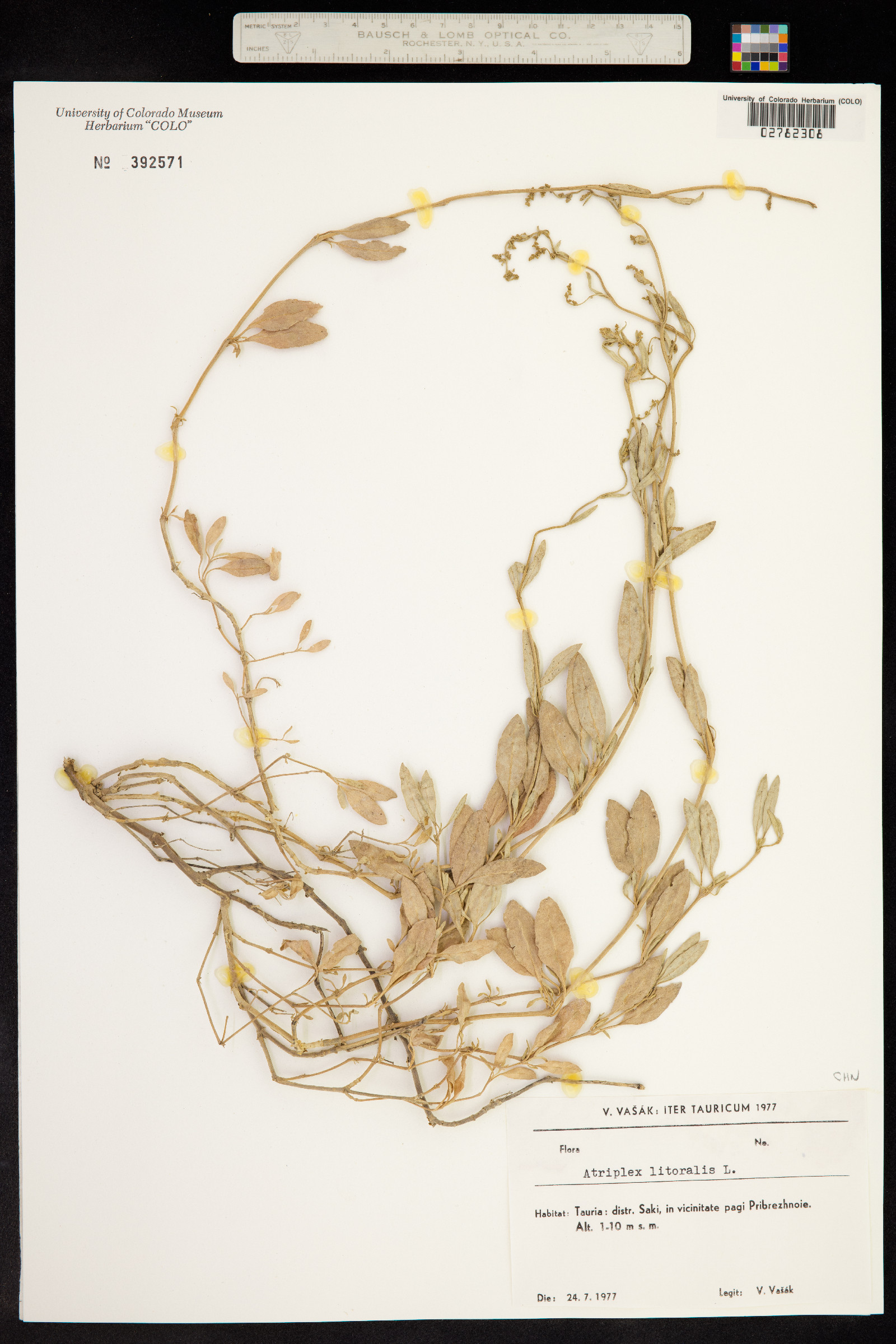 Atriplex littoralis image