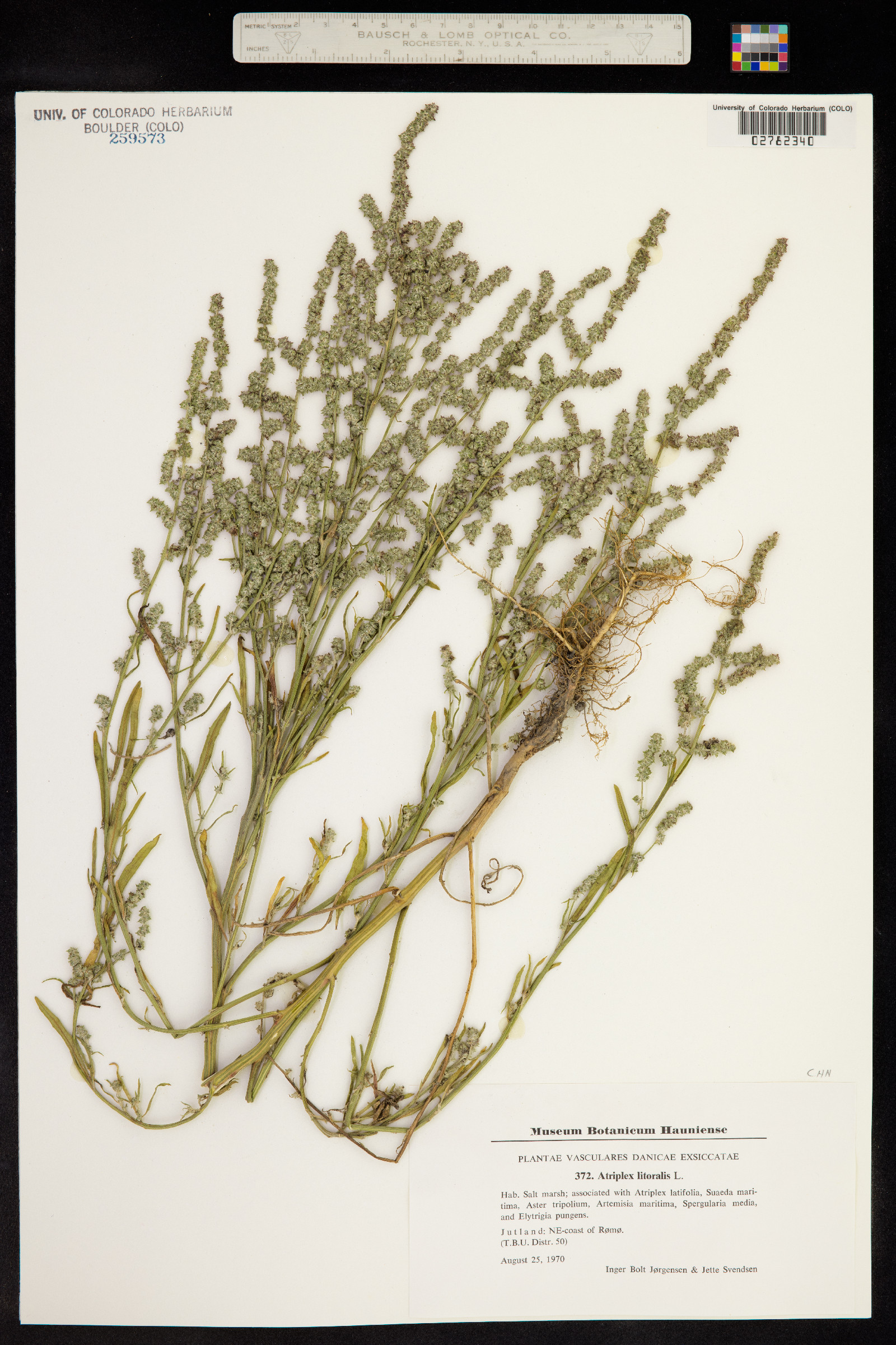 Atriplex littoralis image