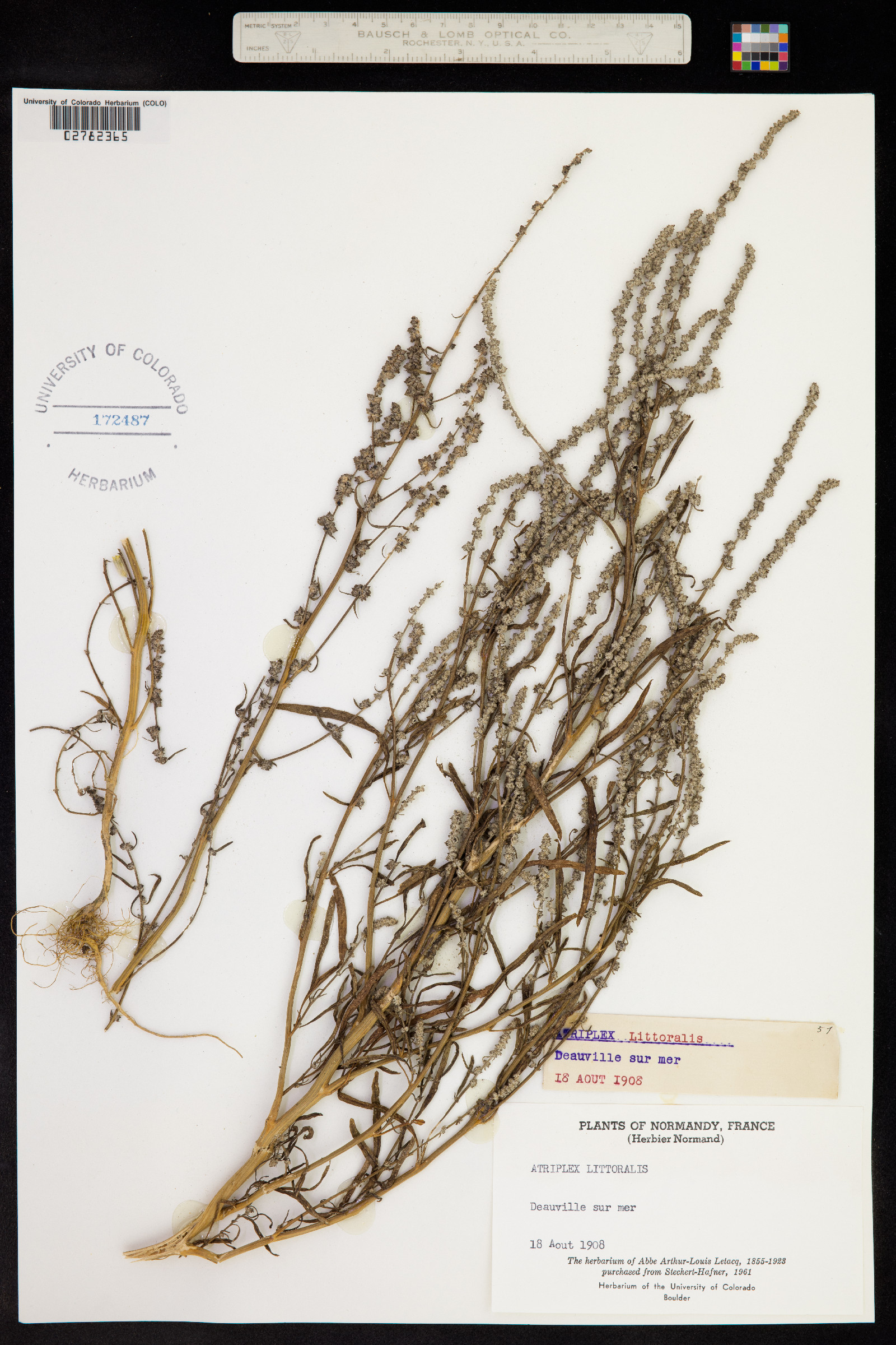 Atriplex littoralis image