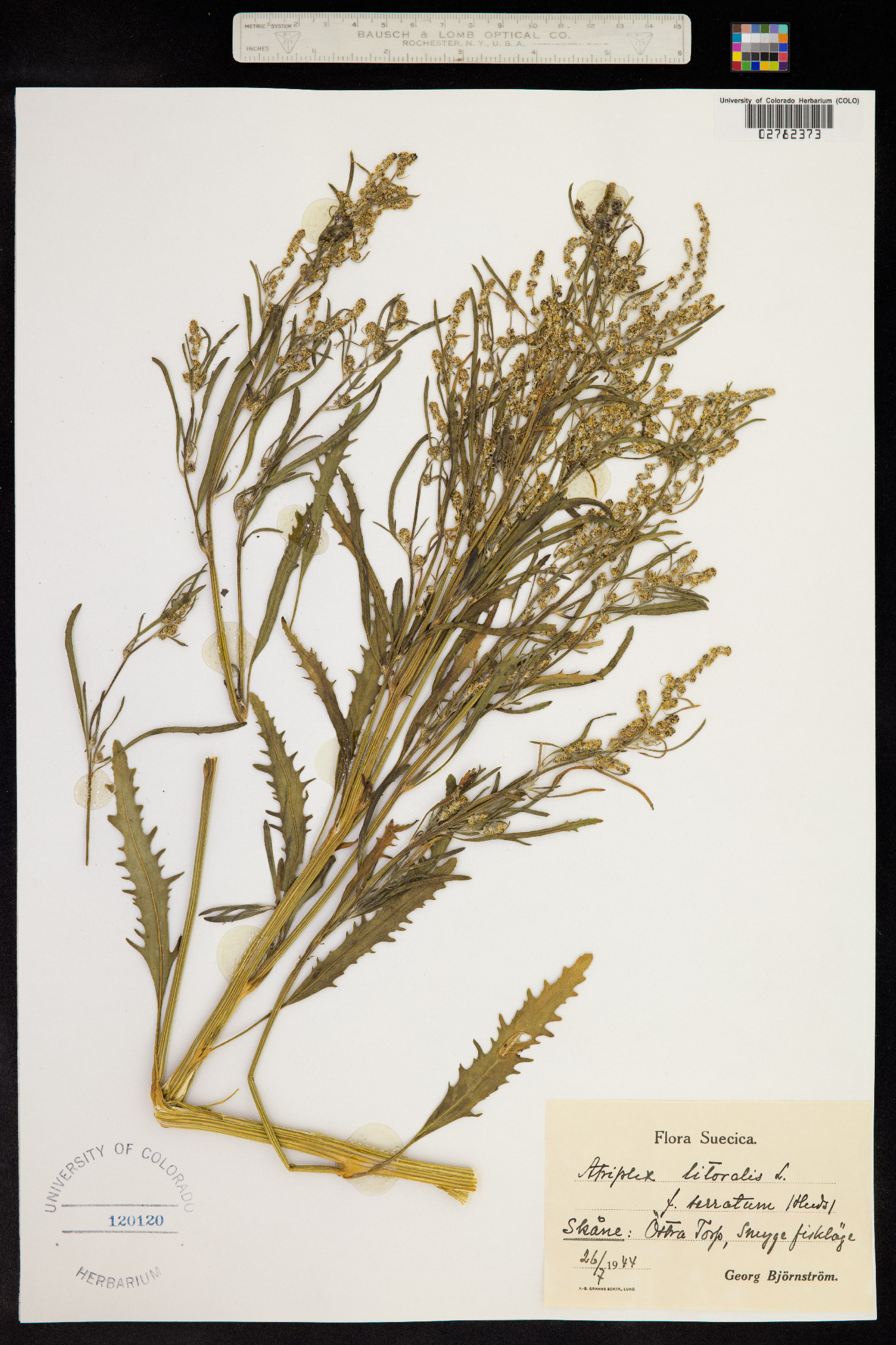 Atriplex littoralis image