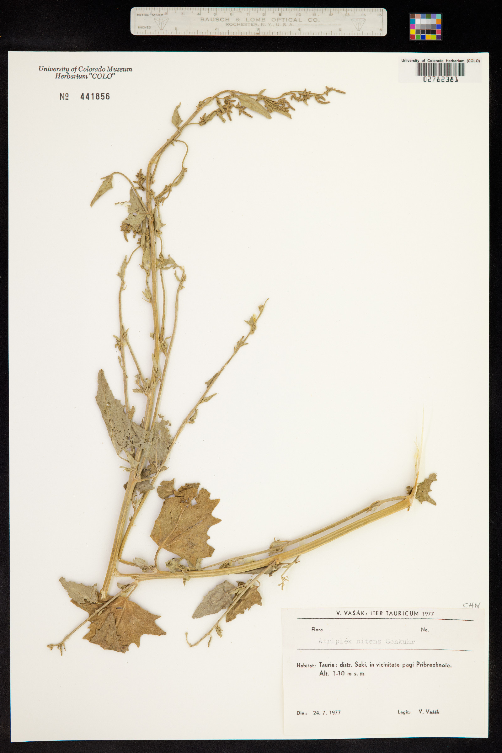 Atriplex hortensis image