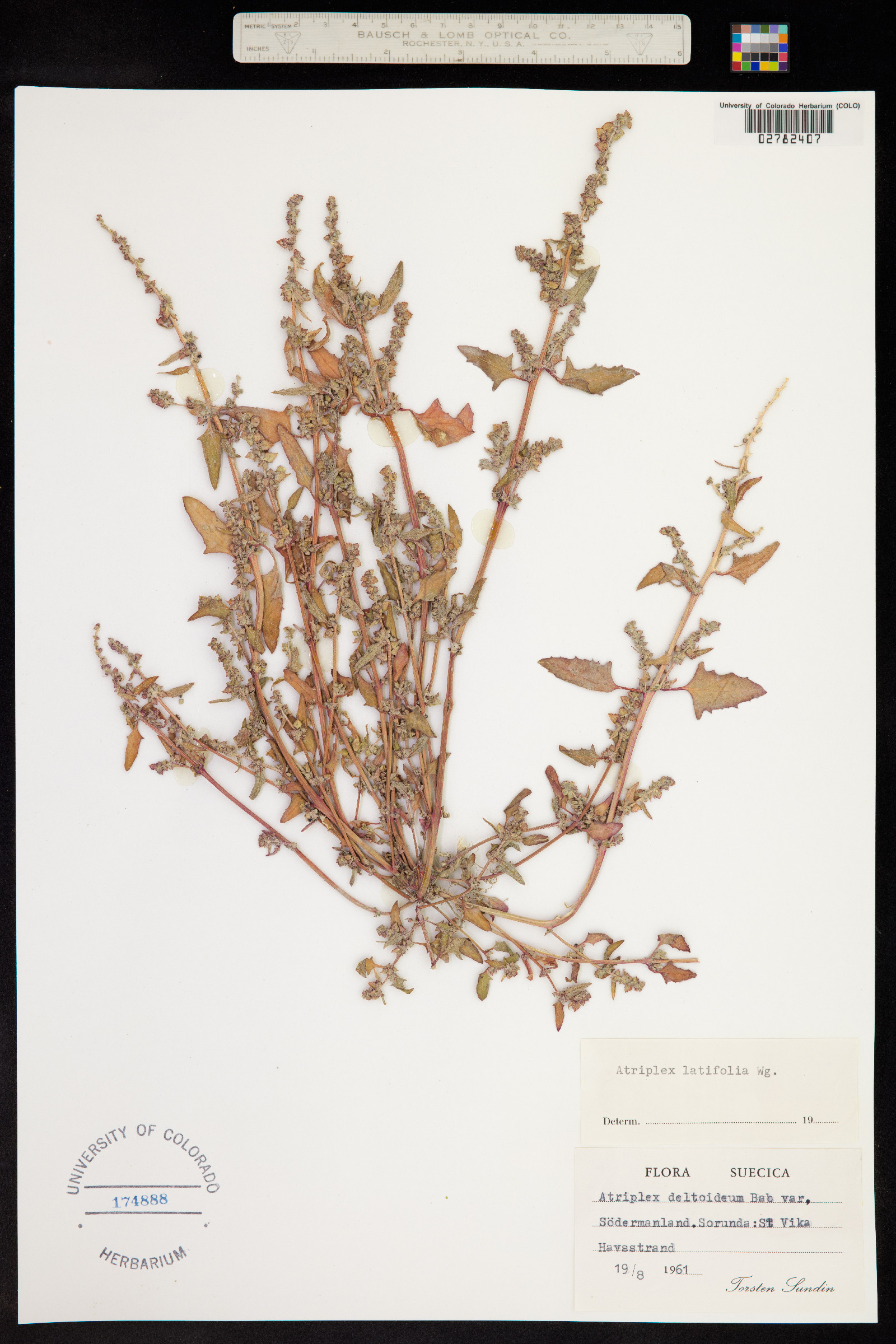 Atriplex prostrata image