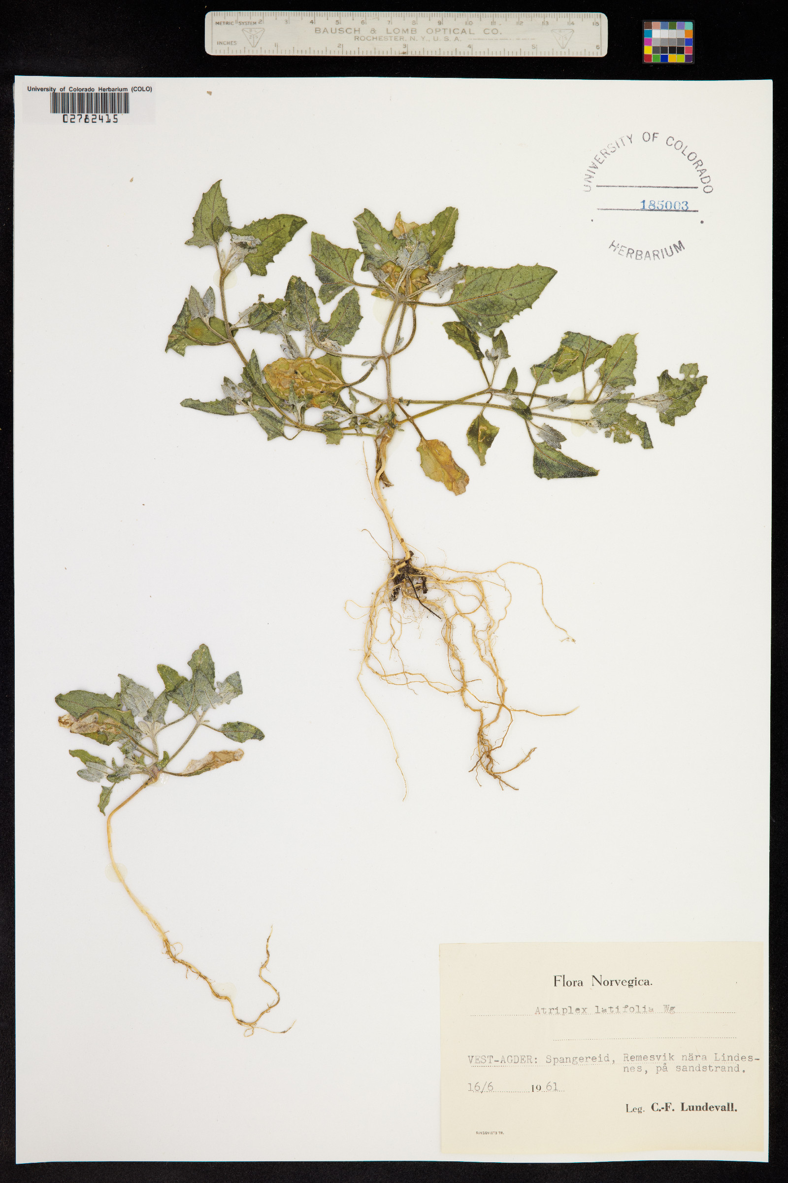 Atriplex prostrata image