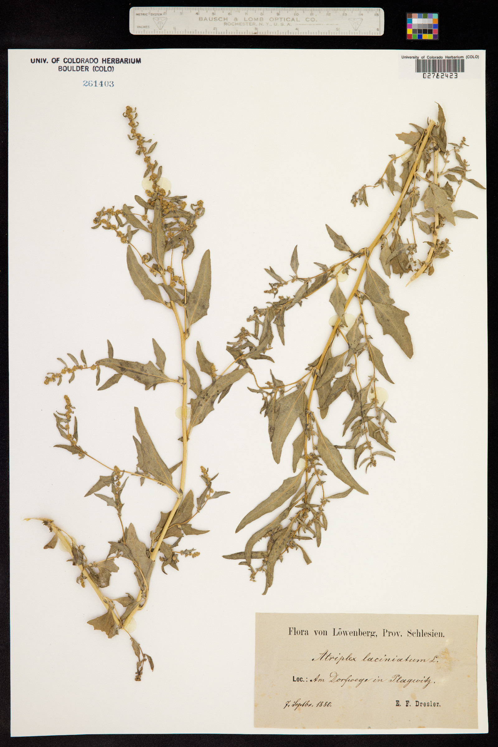 Atriplex laciniata image