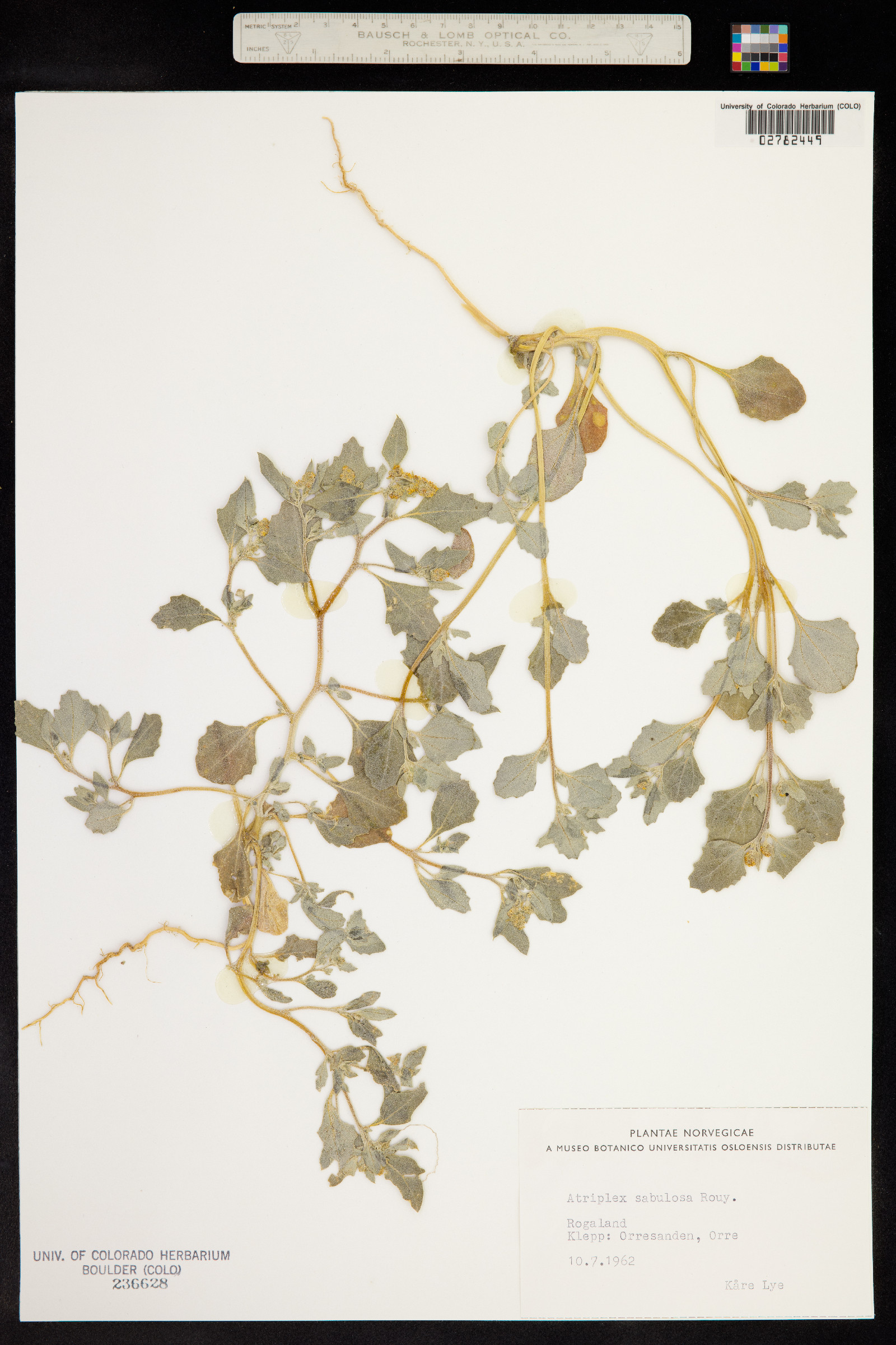 Atriplex laciniata image