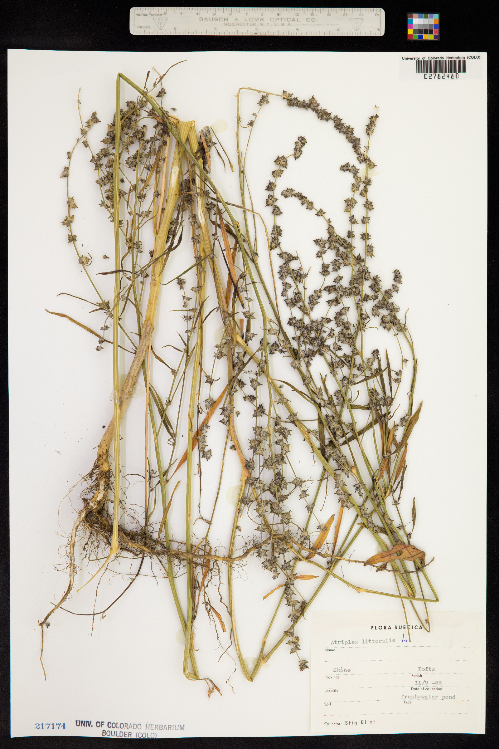 Atriplex littoralis image