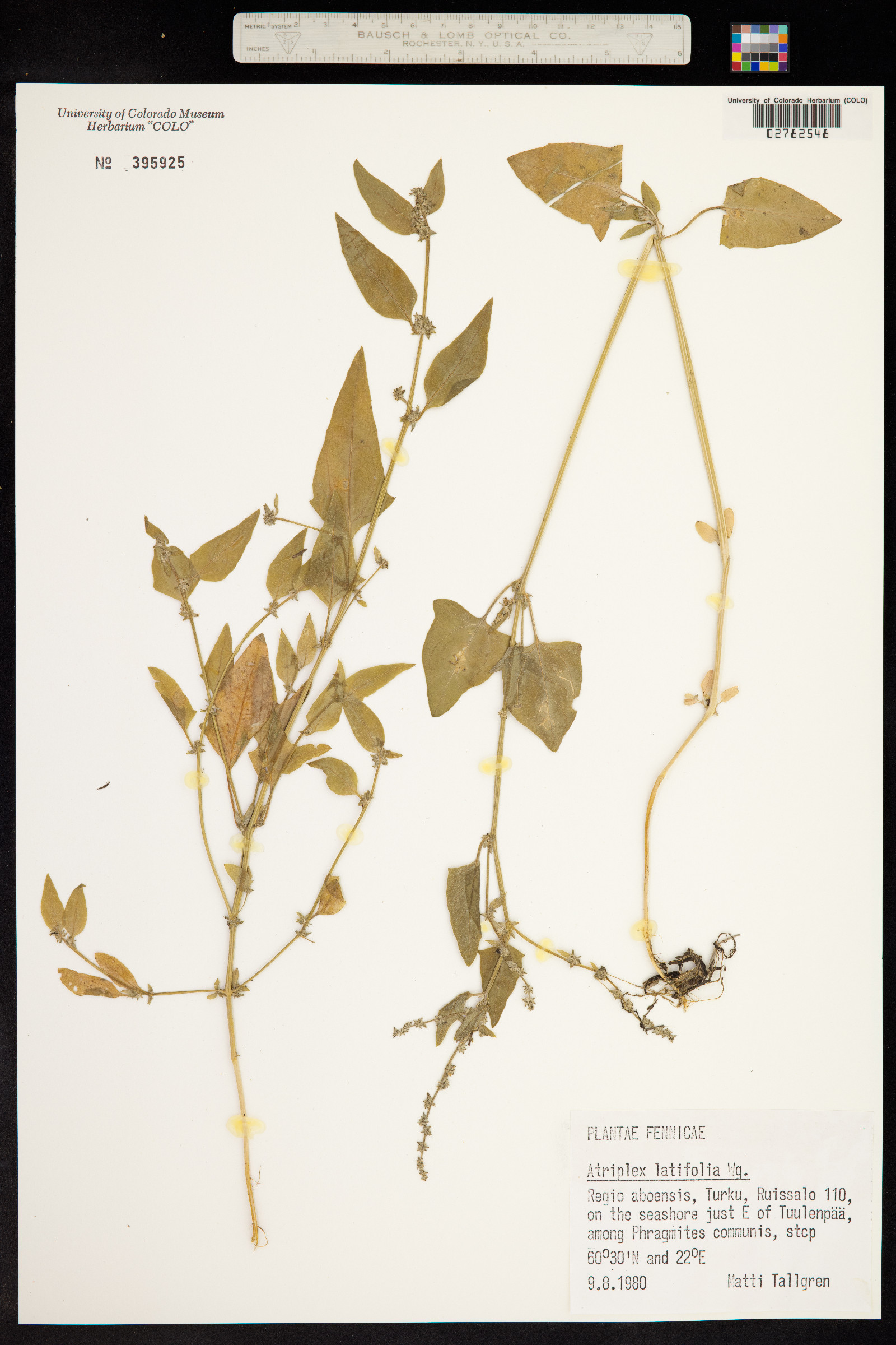 Atriplex prostrata image