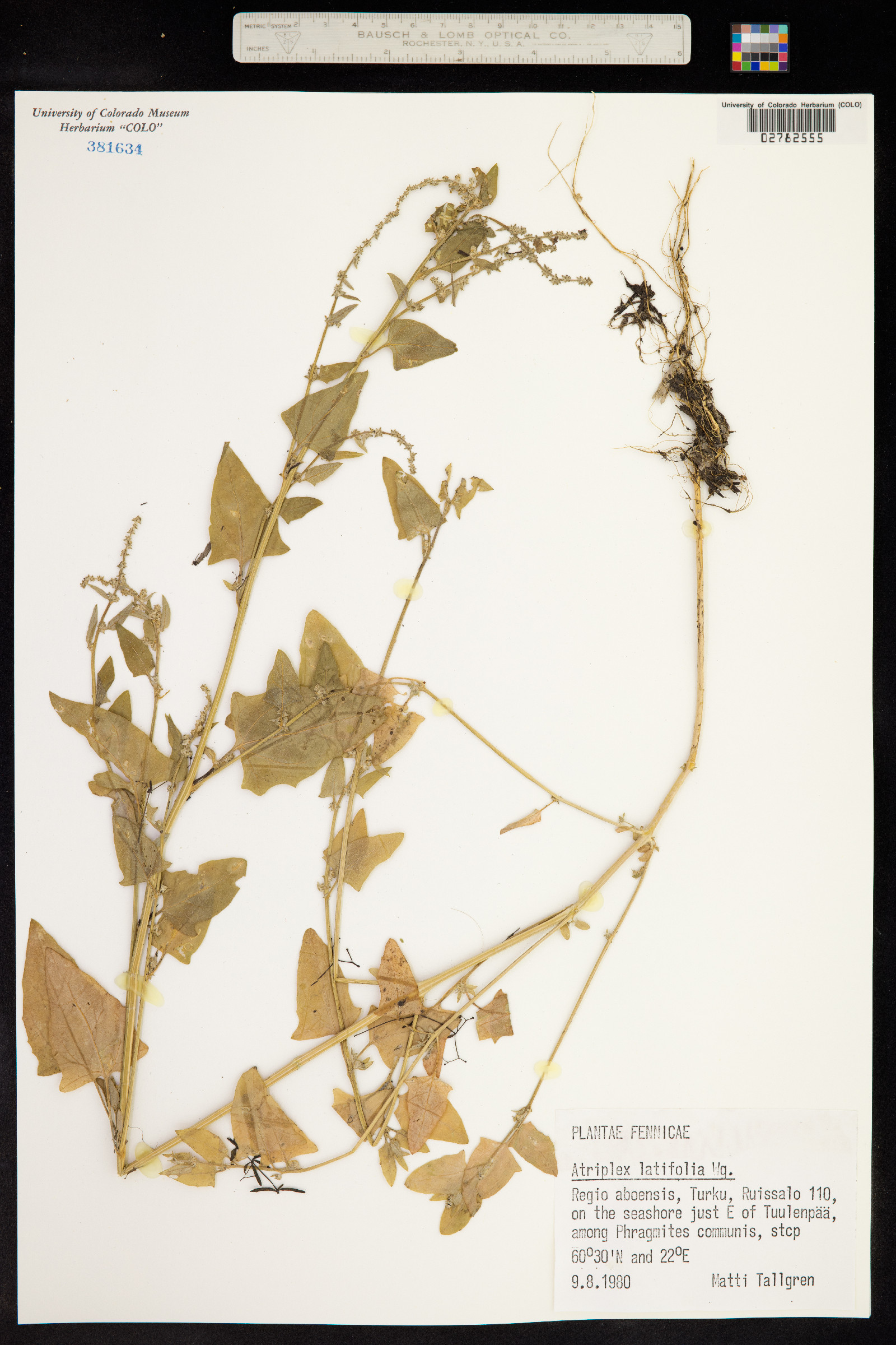 Atriplex prostrata image