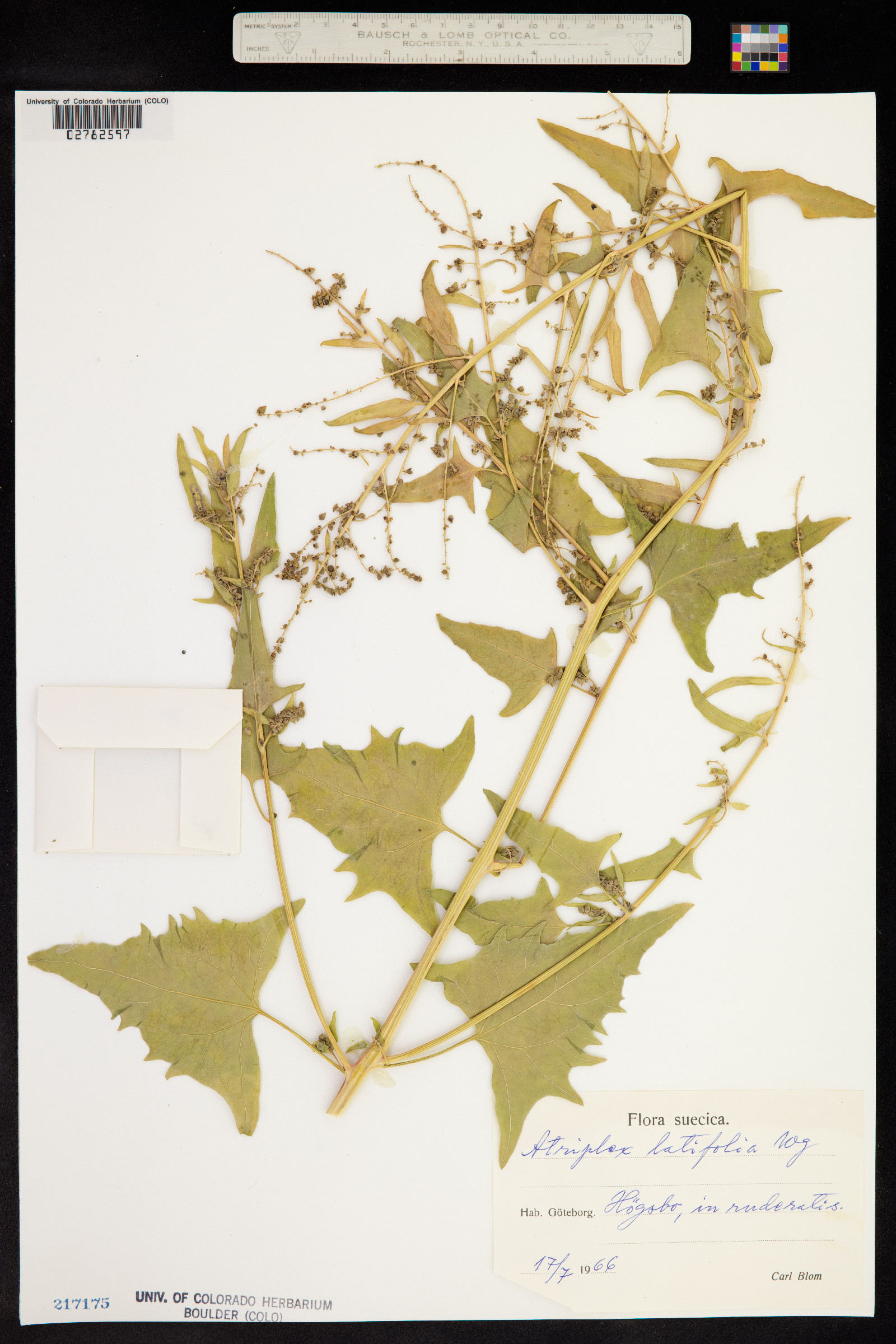 Atriplex prostrata image