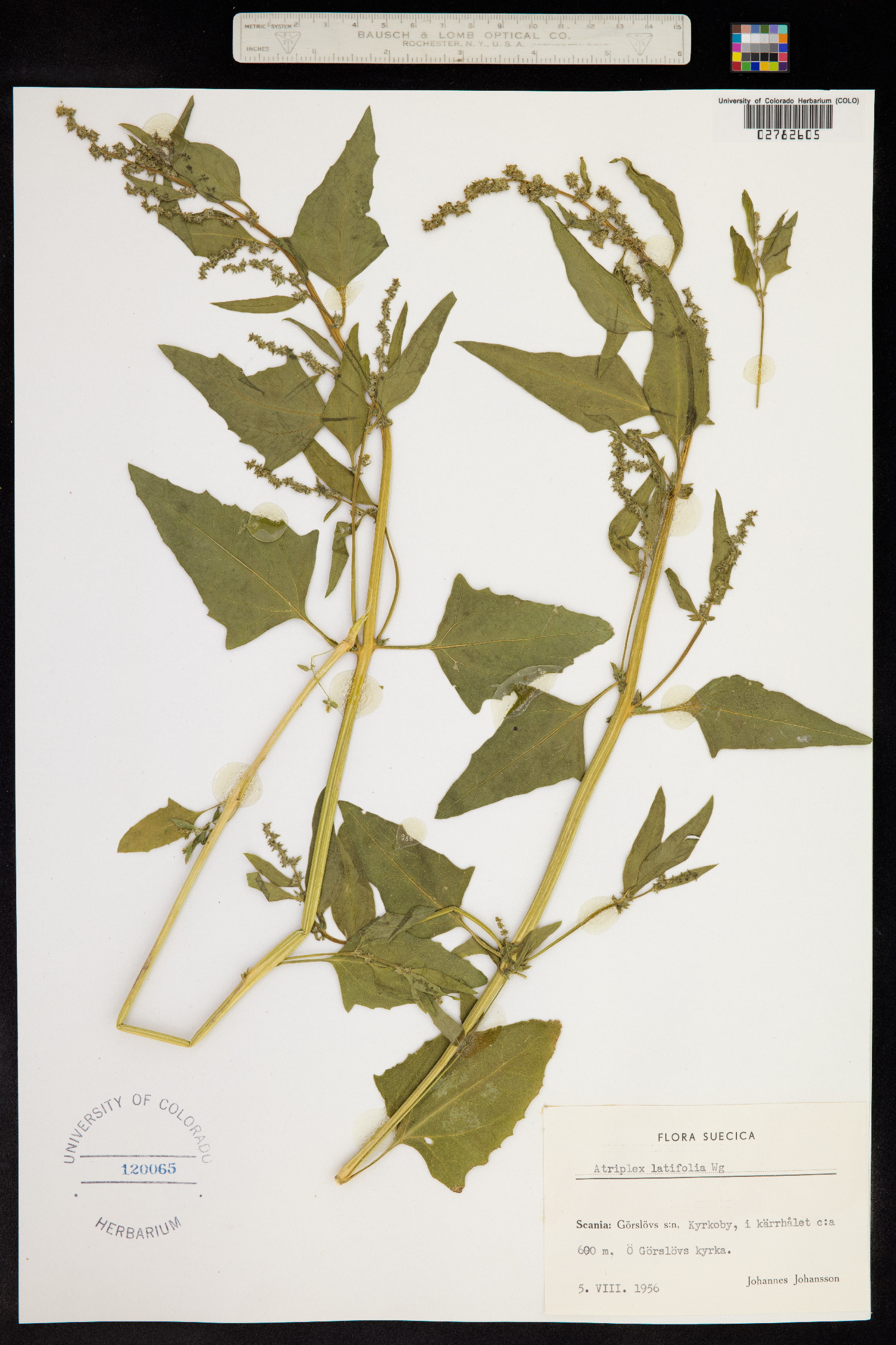 Atriplex prostrata image