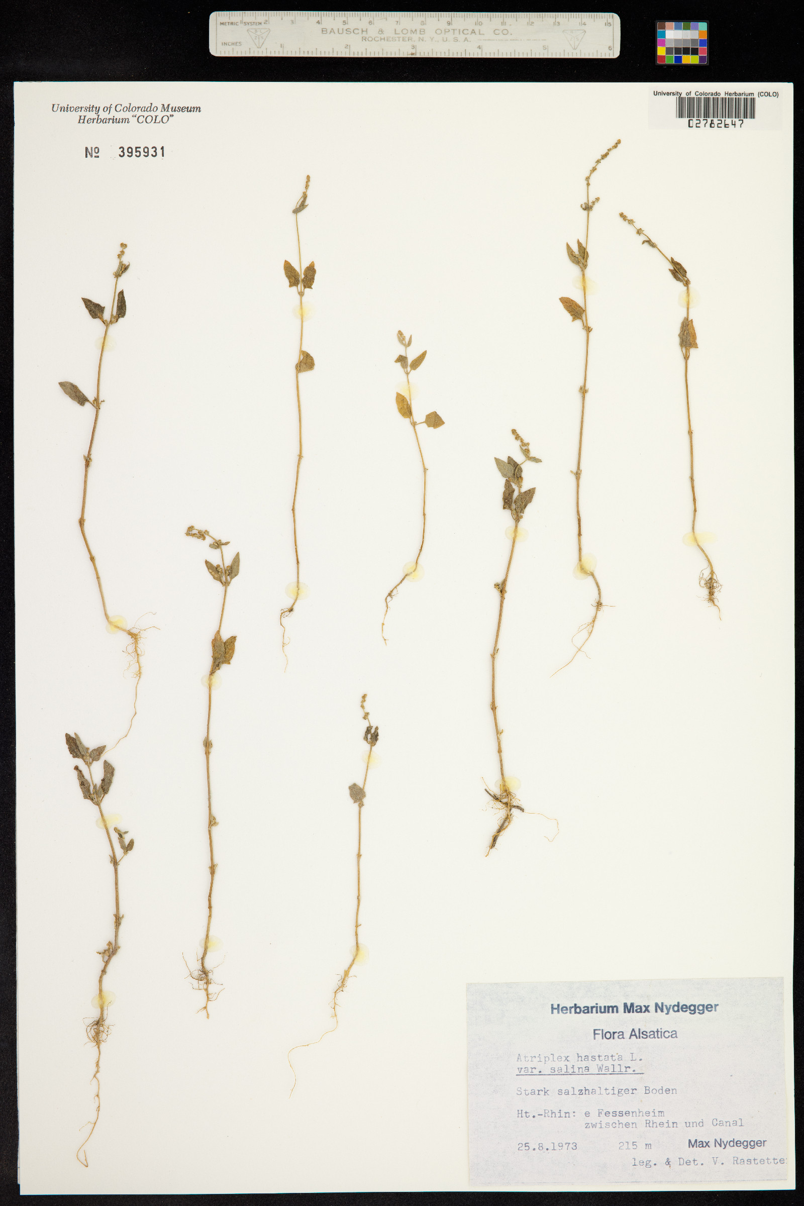 Atriplex prostrata image