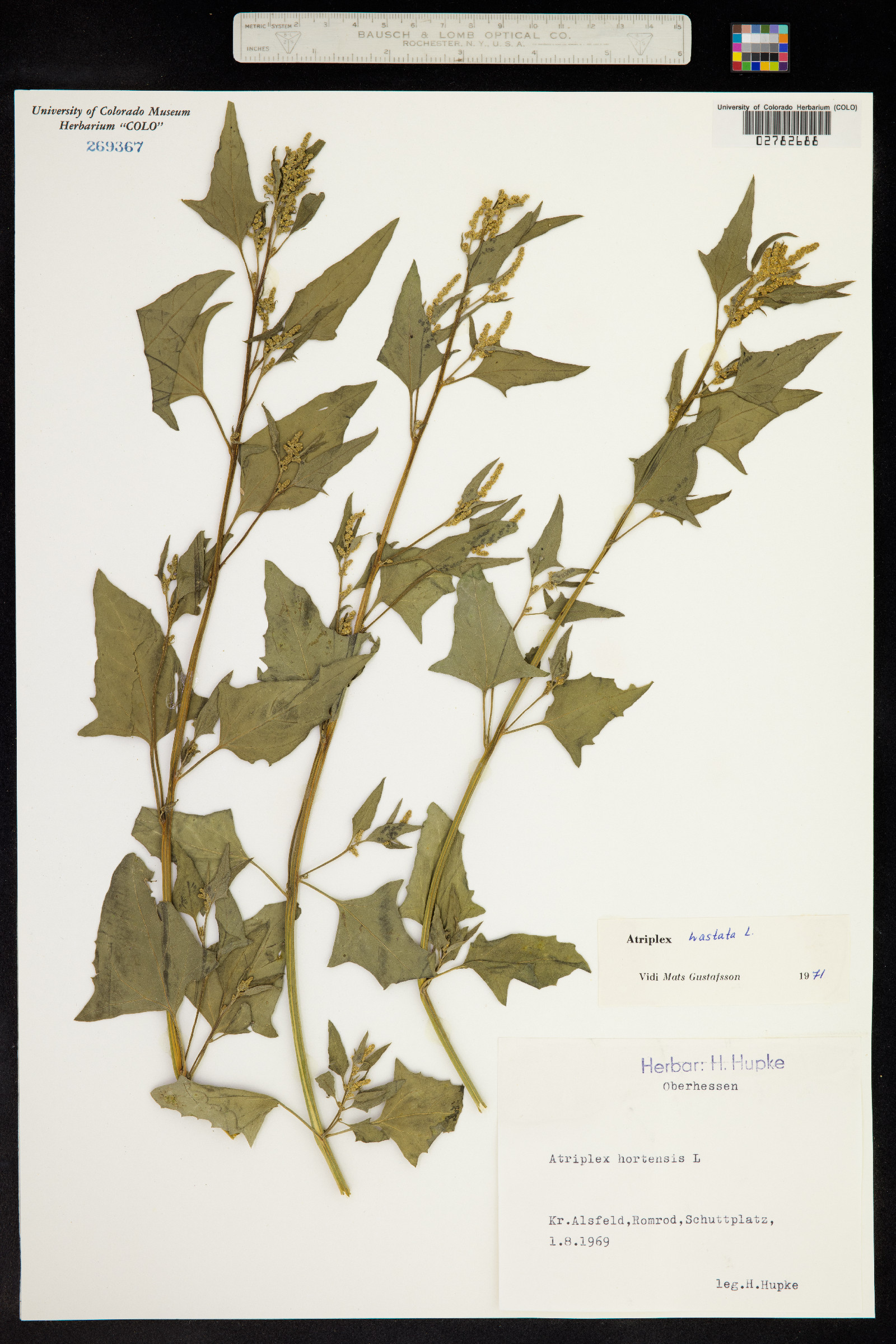Atriplex prostrata image